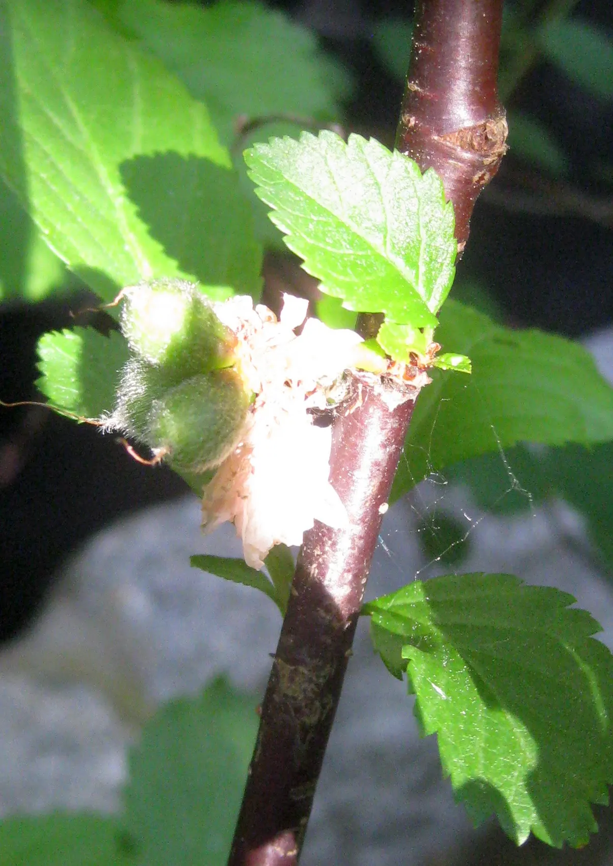 Flowering Almond (Prunus Triloba) — shrub for full; it is a low-maintenance plant that, when properly situated, will provide a breathtaking bloom, image 66