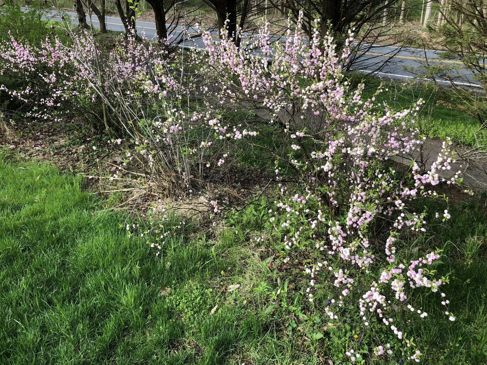 Flowering Almond (Prunus Triloba) — adding both privacy and beauty to any yard; providing multi-season interest