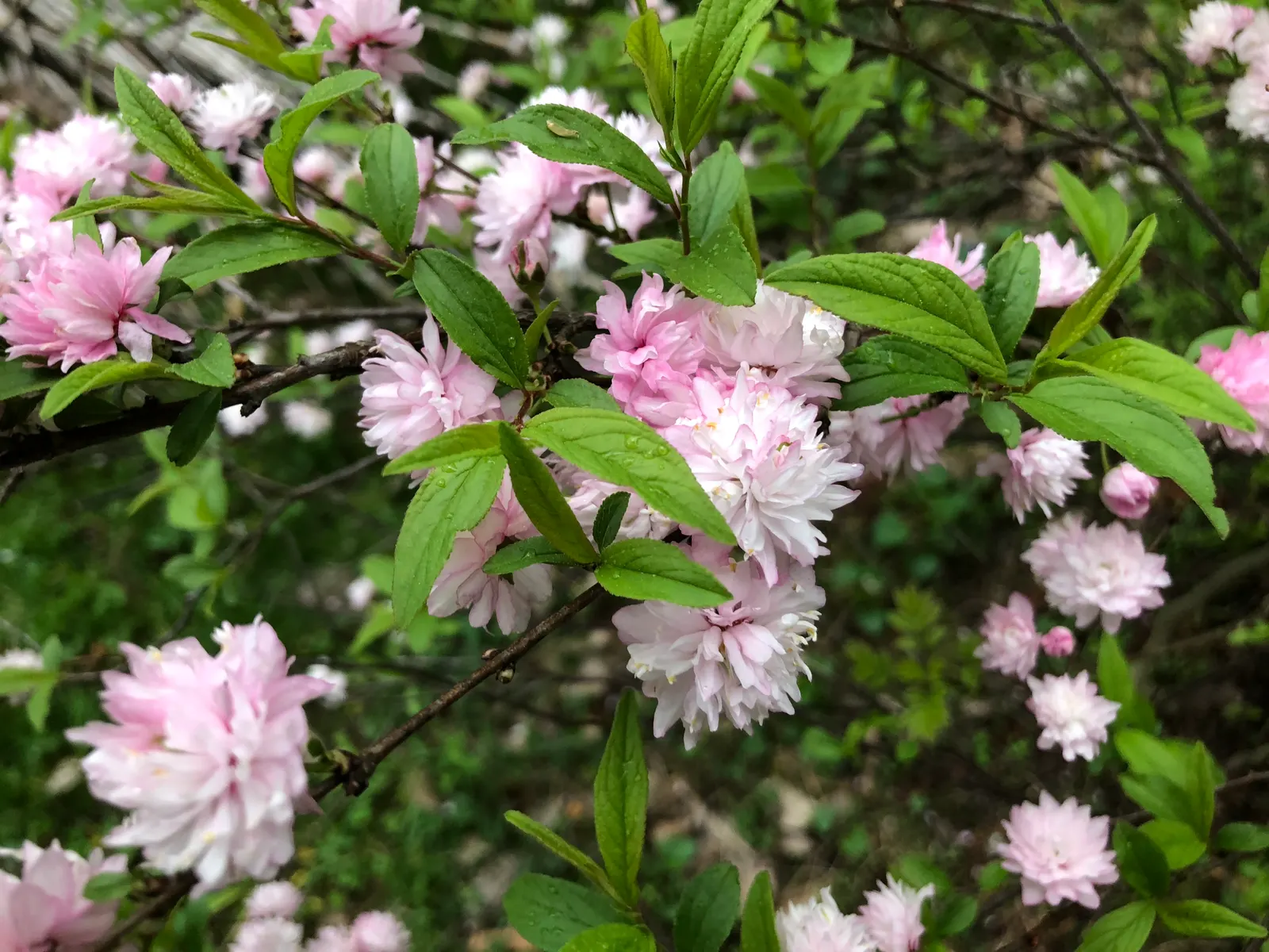 Flowering Almond (Prunus Triloba) — adding both privacy and beauty to any yard; providing multi-season interest, image 84