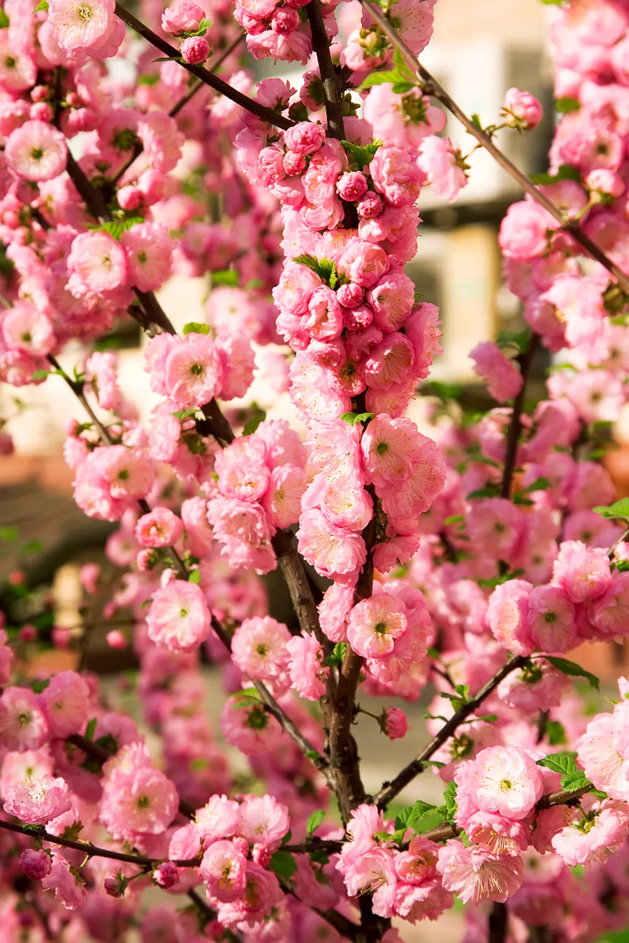 Flowering Almond (Prunus Triloba) — Prunus triloba can also be shaped into an ornamental hedge; is a highly ornamental deciduous shrub that adds a dramatic