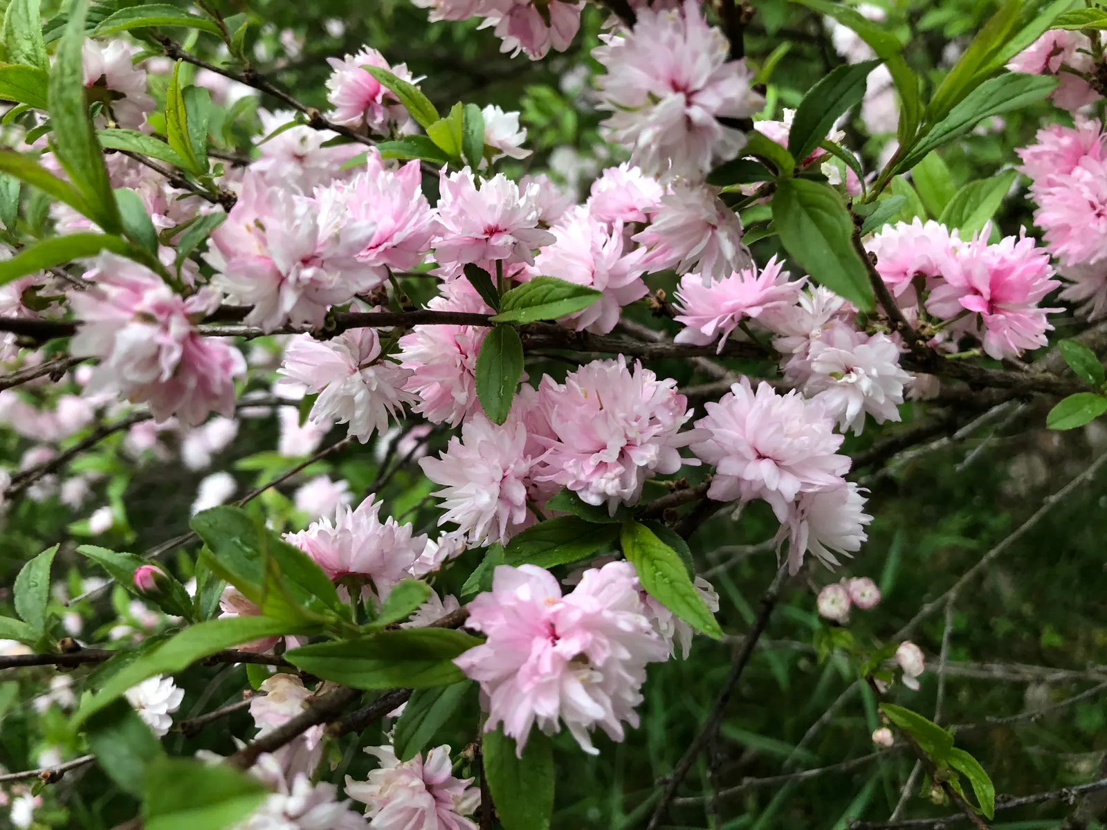 Flowering Almond (Prunus Triloba) — It is a low-maintenance plant that, when properly situated, will provide a breathtaking bloom year after year, image 85