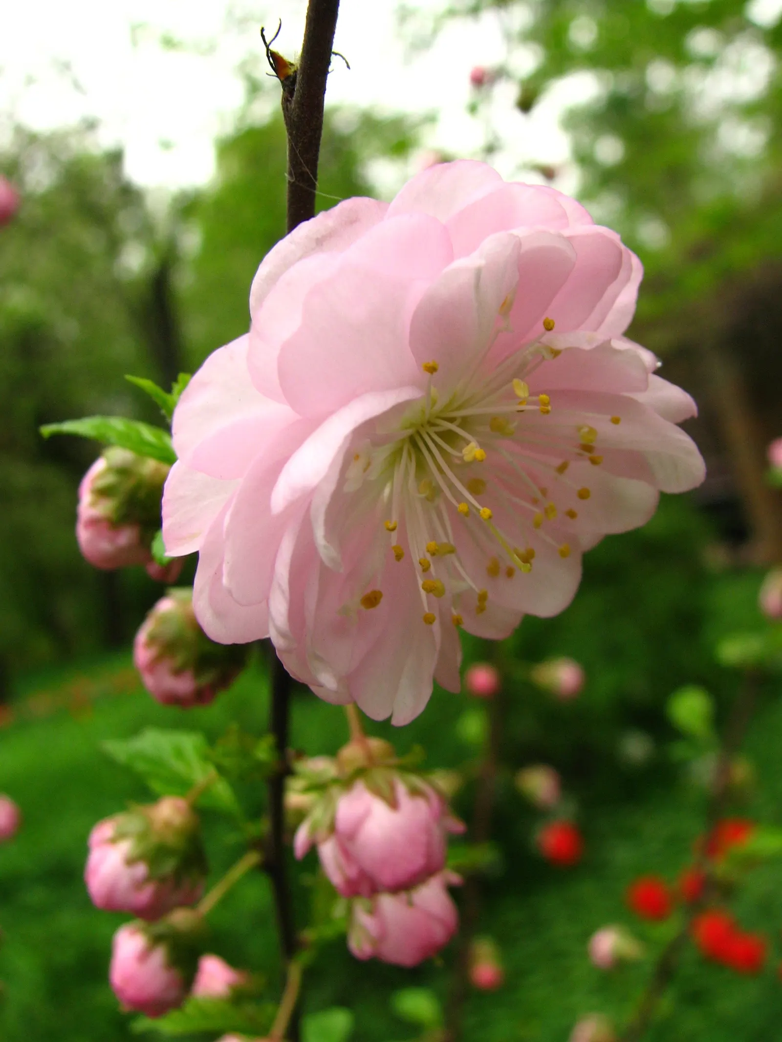 Flowering Almond (Prunus Triloba) — It typically grows to an average height and spread of 10 to 15 feet and offers a compact; creating an, image 96