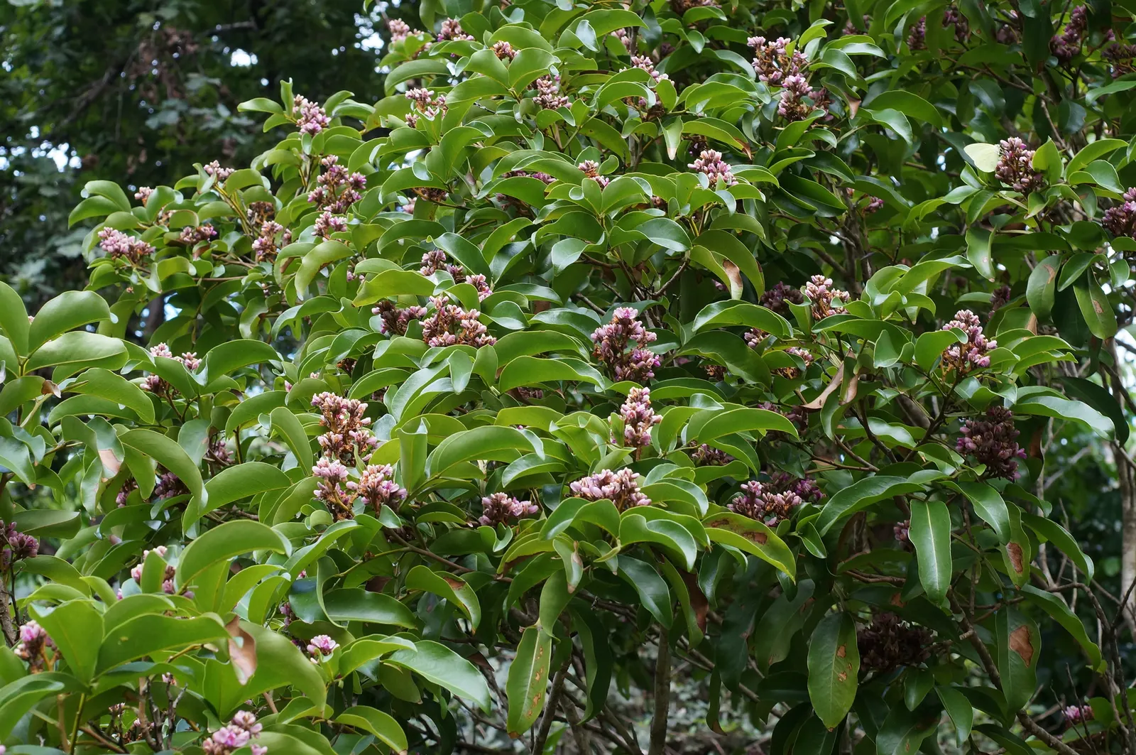 Flowering Almond (Prunus Triloba) — The Flowering Almond, Prunus triloba, is a deciduous shrub with an ornamental flourish; ideal for zones 4-8, it, image 45