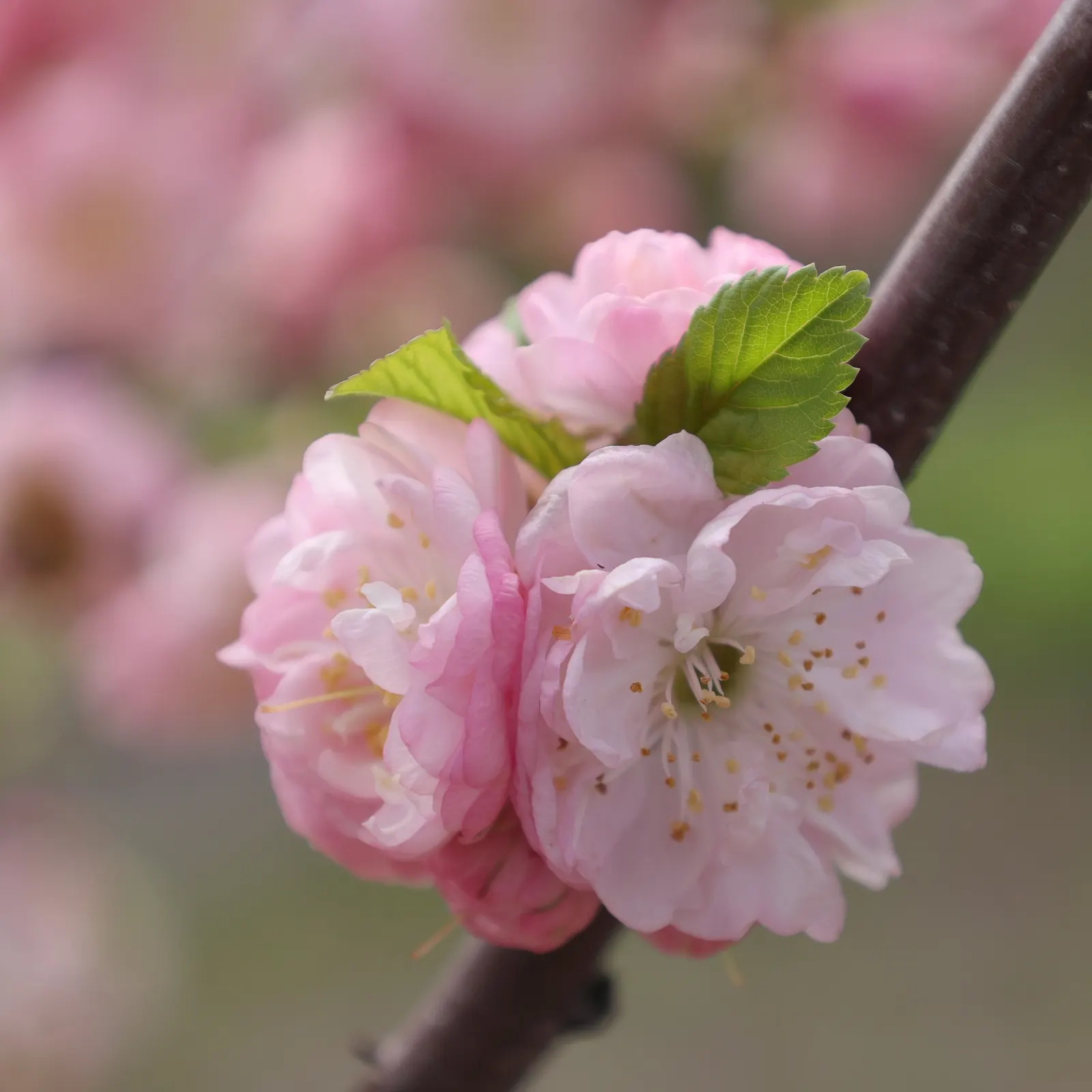 Flowering Almond (Prunus Triloba) — it benefits from protection against harsh winds; it thrives in full sun to part shade, image 59