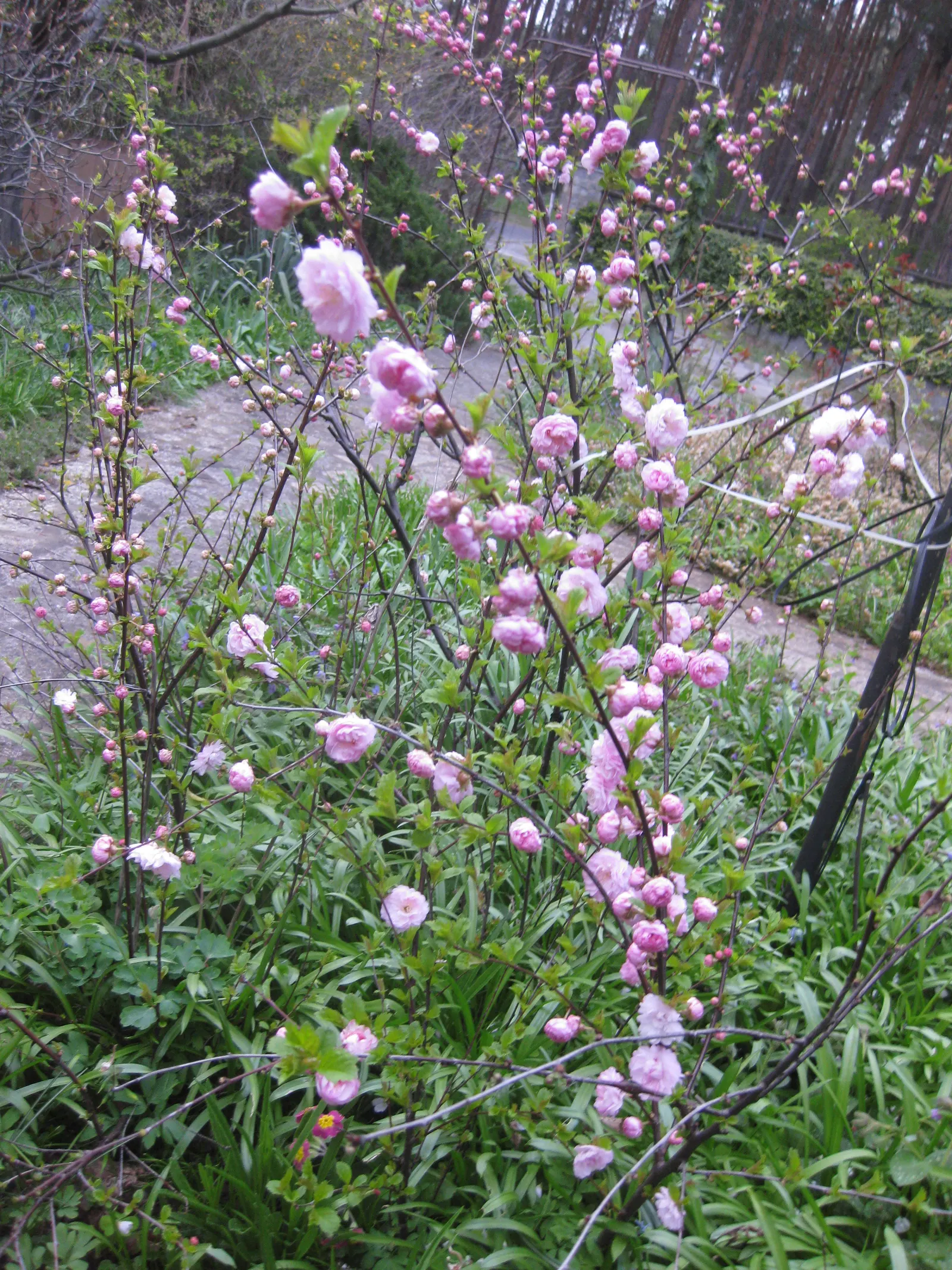 Flowering Almond (Prunus Triloba) — Prunus triloba has green foliage that turns to hues of yellow or greenish-yellow in the fall; it benefits from, image 78