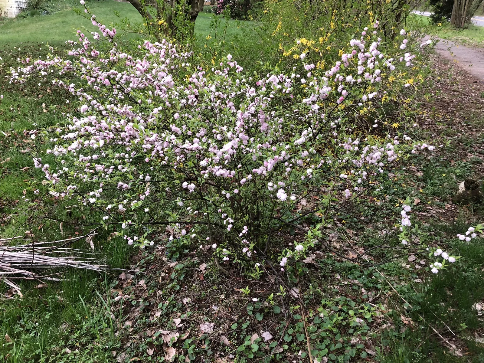 Flowering Almond (Prunus Triloba) — offering a delicate yet exuberant aesthetic that is sure to attract attention.<br><br>Besides the spring bloom, image 99