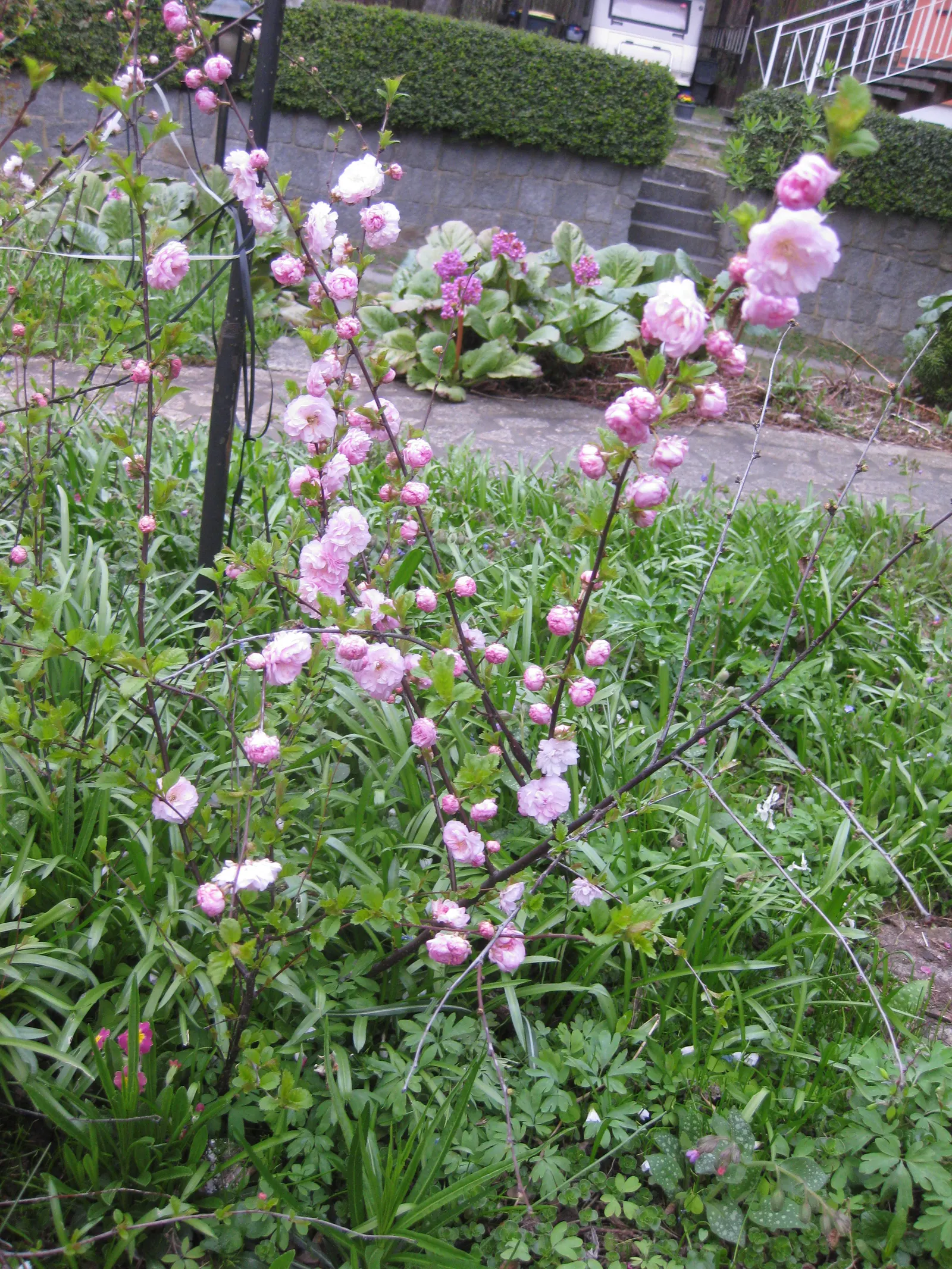 Flowering Almond (Prunus Triloba) — shrub with pink blooms; prunus triloba has green foliage that turns to hues of yellow or greenish-yellow in the, image 87
