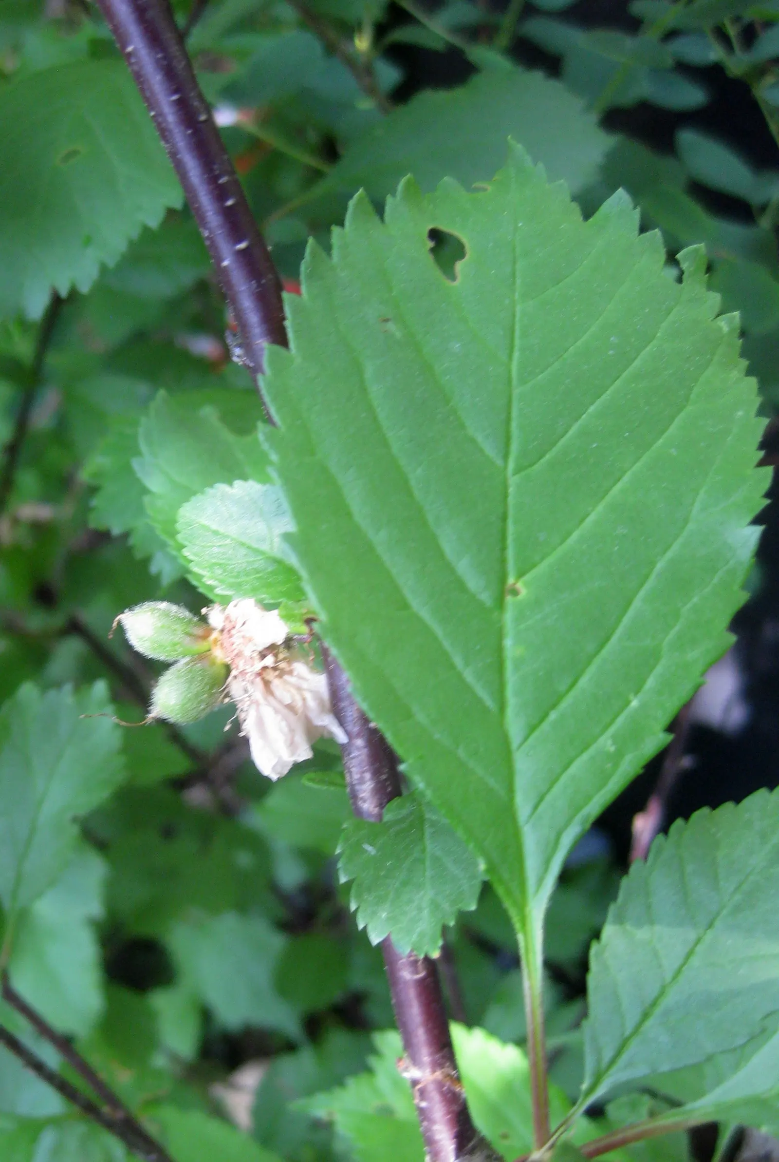 Flowering Almond (Prunus Triloba) — The Flowering Almond, Prunus triloba, is a deciduous shrub with an ornamental flourish