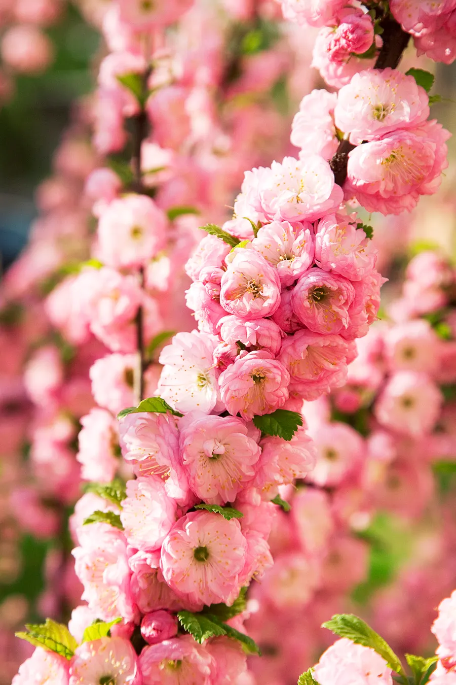 Flowering Almond (Prunus Triloba) — providing multi-season interest; shrub for full