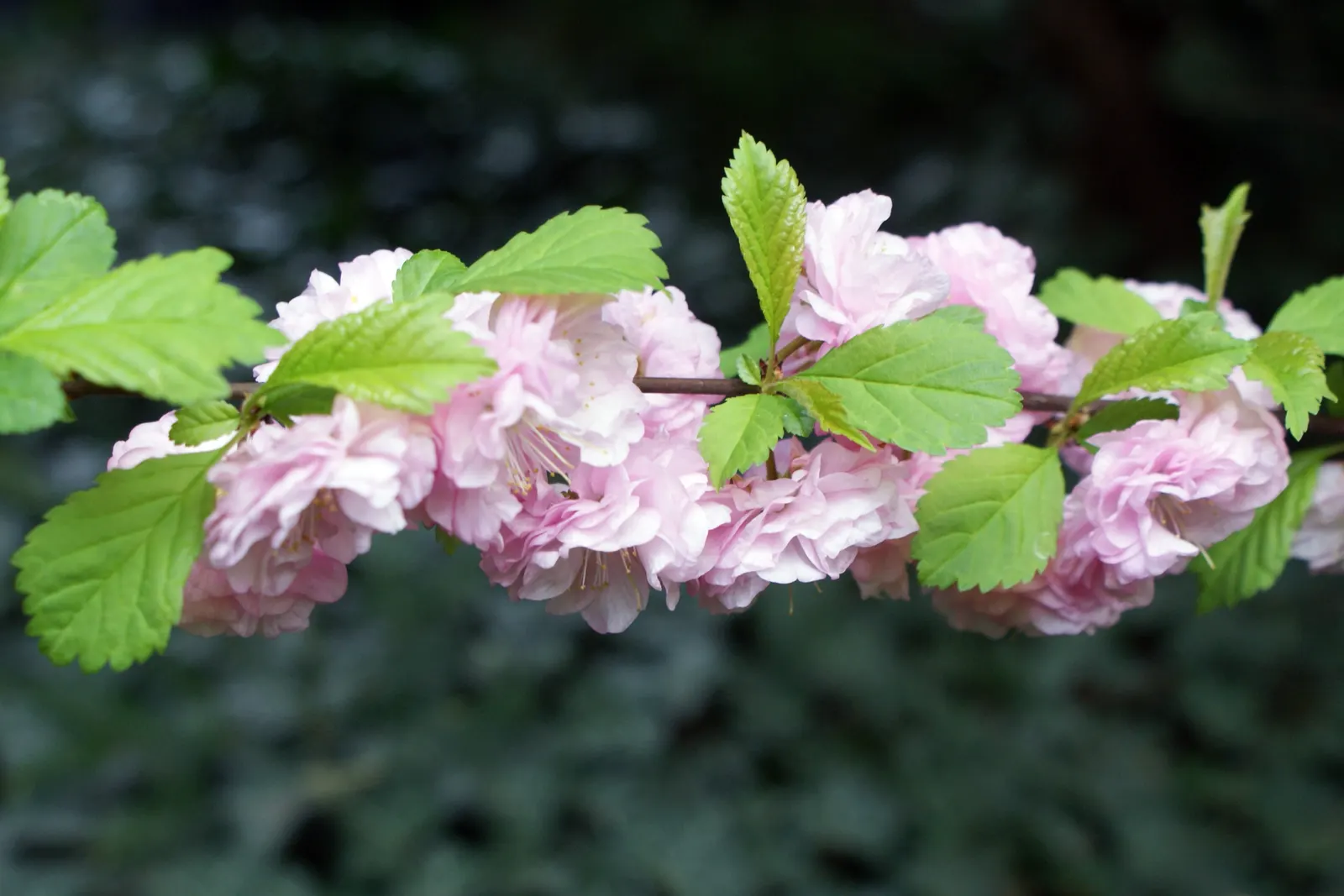 Flowering Almond (Prunus Triloba) — The Flowering Almond is relatively easy to maintain