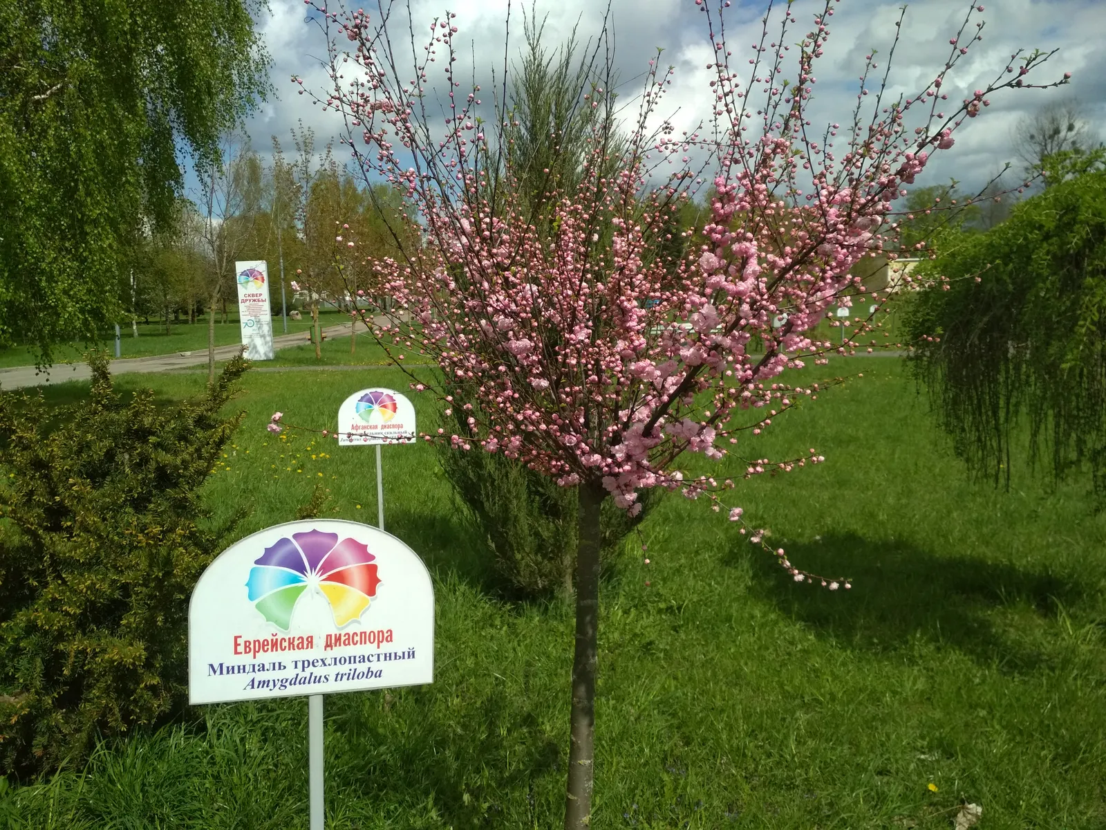 Flowering Almond (Prunus Triloba) — The Flowering Almond, Prunus triloba, is a deciduous shrub with an ornamental flourish; ideal for zones 4-8, it, image 89
