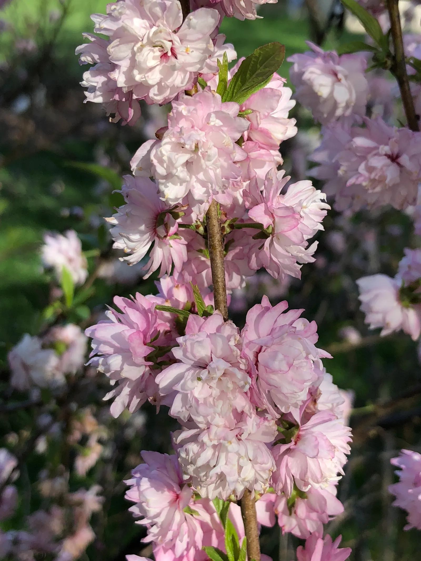 Flowering Almond (Prunus Triloba) — creating an impressive floral show typically in mid to late spring; the Flowering Almond is relatively easy to maintain
