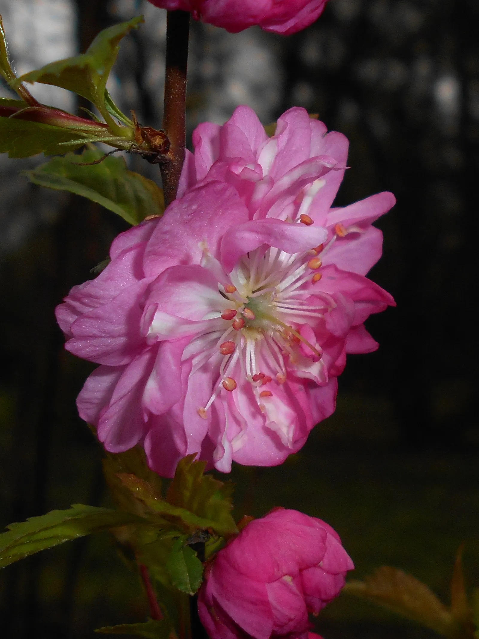 Flowering Almond (Prunus Triloba) — It grows to about 10-15 feet high and spans roughly 10-12 feet wide; offering a delicate yet exuberant aesthetic that is