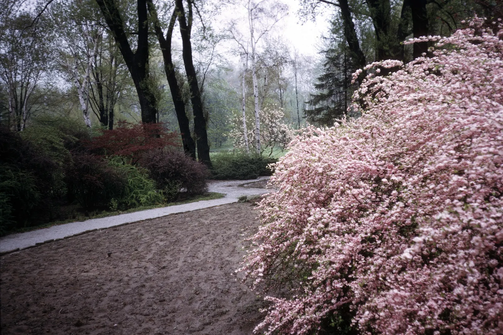 Flowering Almond (Prunus Triloba) — It typically grows to an average height and spread of 10 to 15 feet and offers a compact
