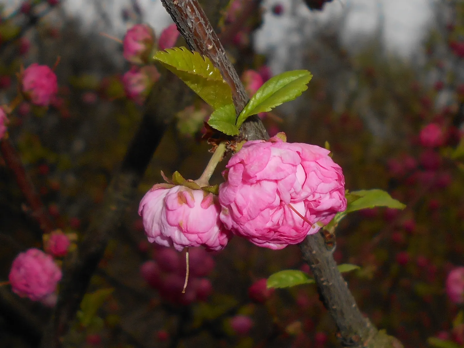 Flowering Almond (Prunus Triloba) — shrub for full; it is a low-maintenance plant that, when properly situated, will provide a breathtaking bloom, image 88
