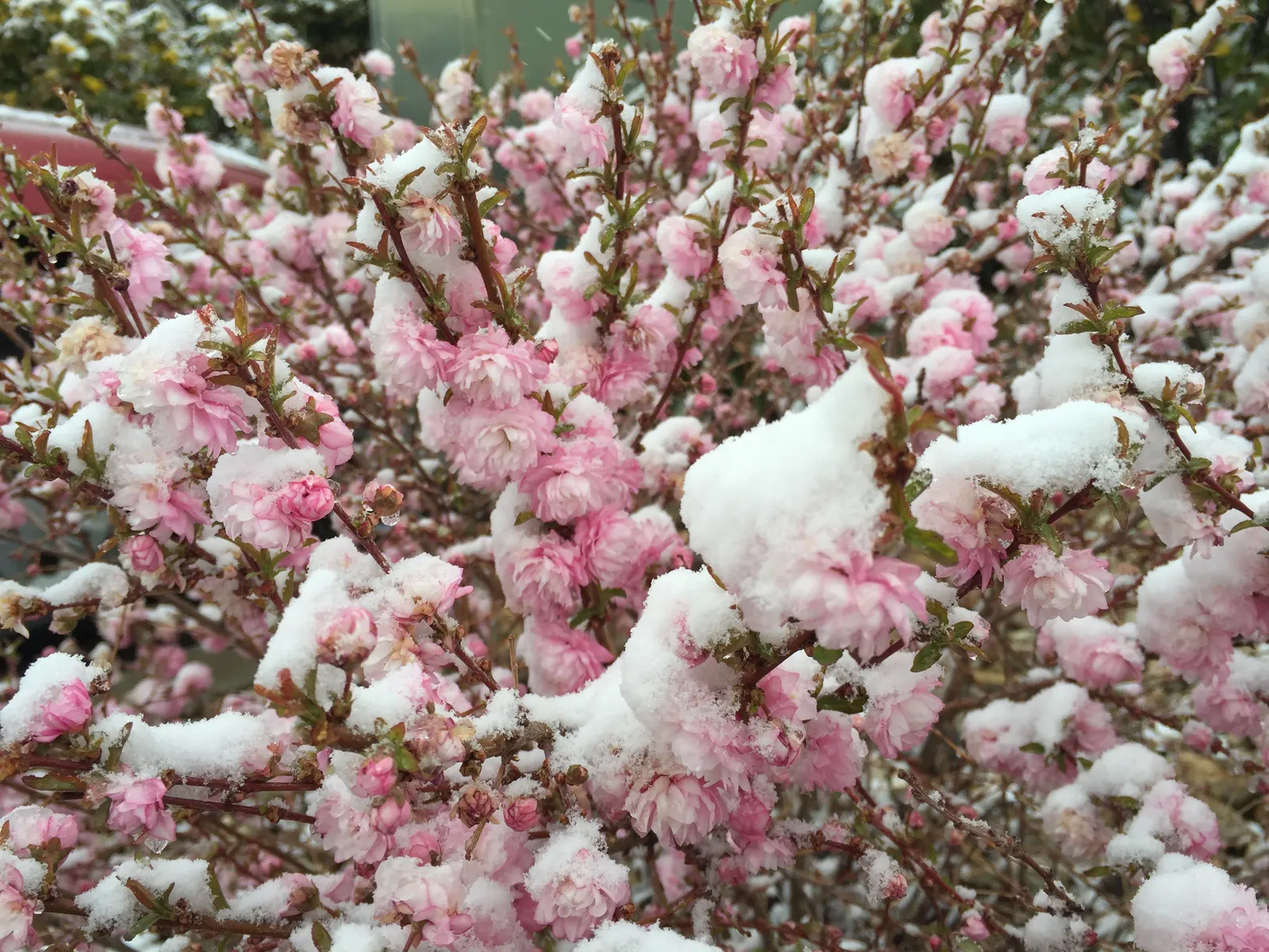 Flowering Almond (Prunus Triloba) — particularly with its springtime display; it grows to about 10-15 feet high and spans roughly 10-12 feet wide, image 95