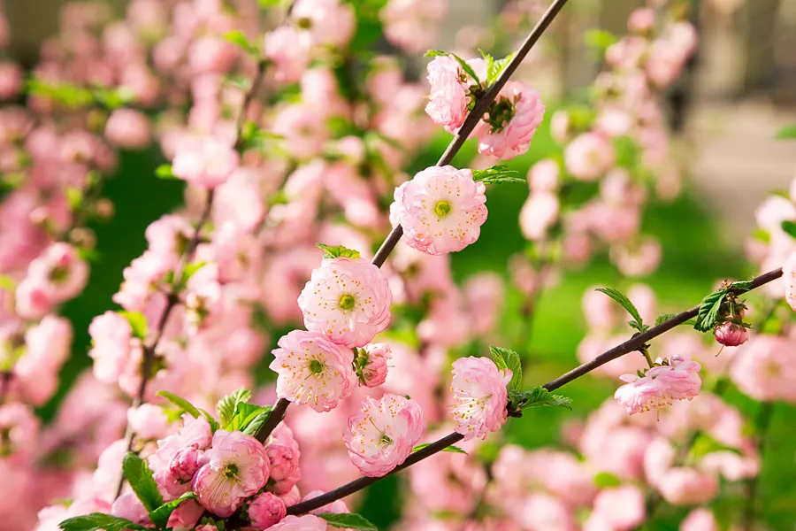 Flowering Almond (Prunus Triloba) — is a highly ornamental deciduous shrub that adds a dramatic flair to garden designs; prunus triloba can also be shaped into