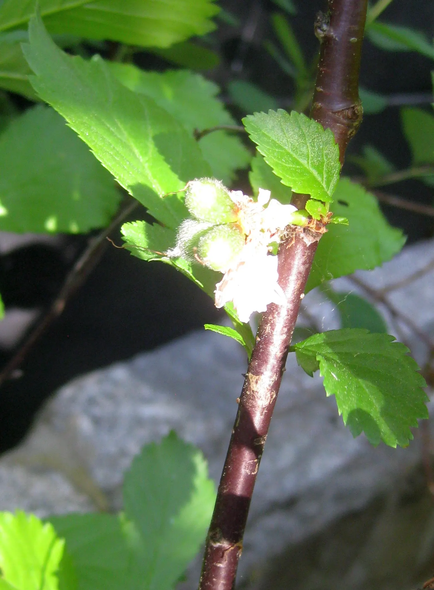 Flowering Almond (Prunus Triloba) — It grows to about 10-15 feet high and spans roughly 10-12 feet wide; offering a delicate yet exuberant, image 112