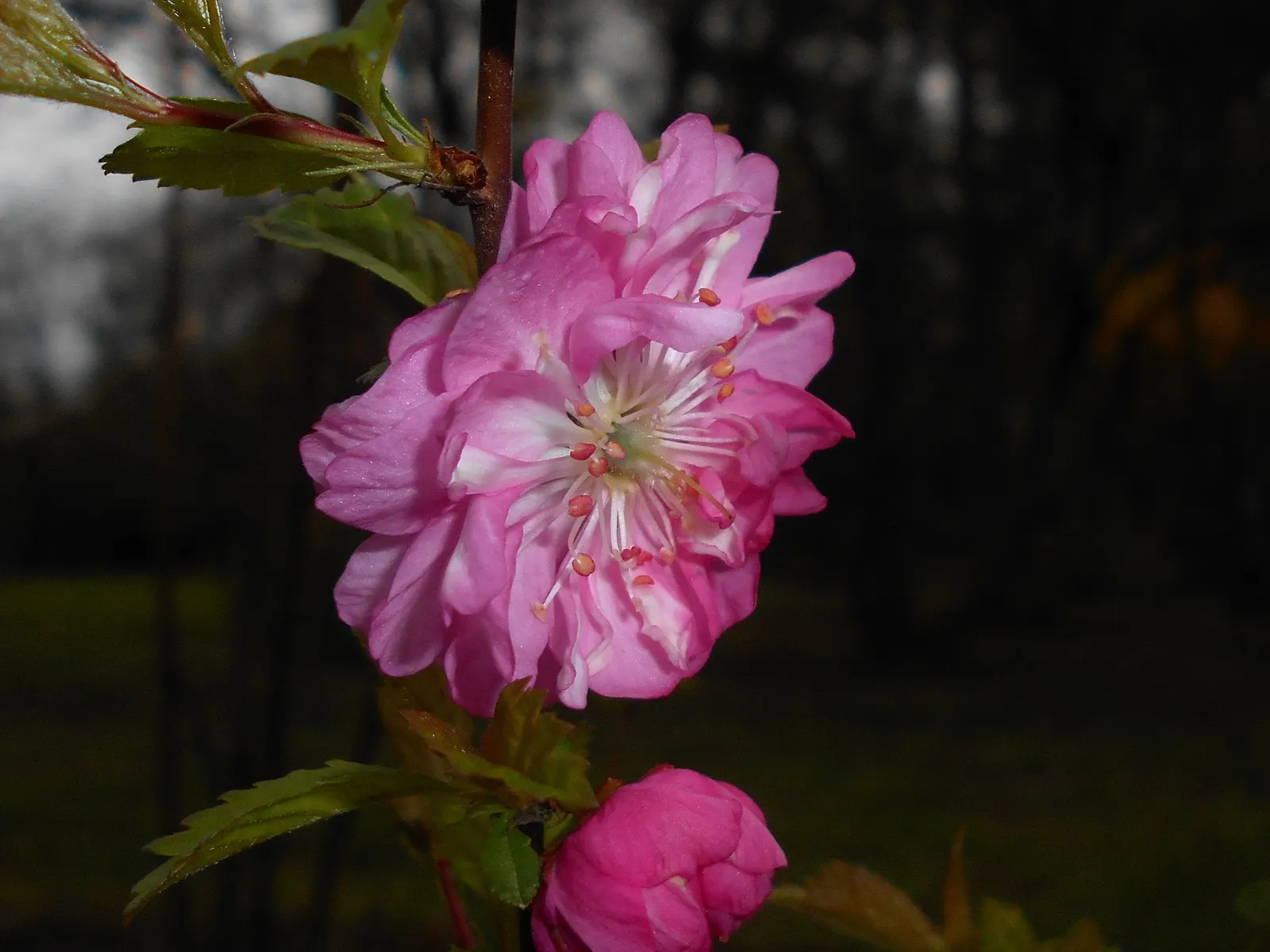 Flowering Almond (Prunus Triloba) — creating an impressive floral show typically in mid to late spring
