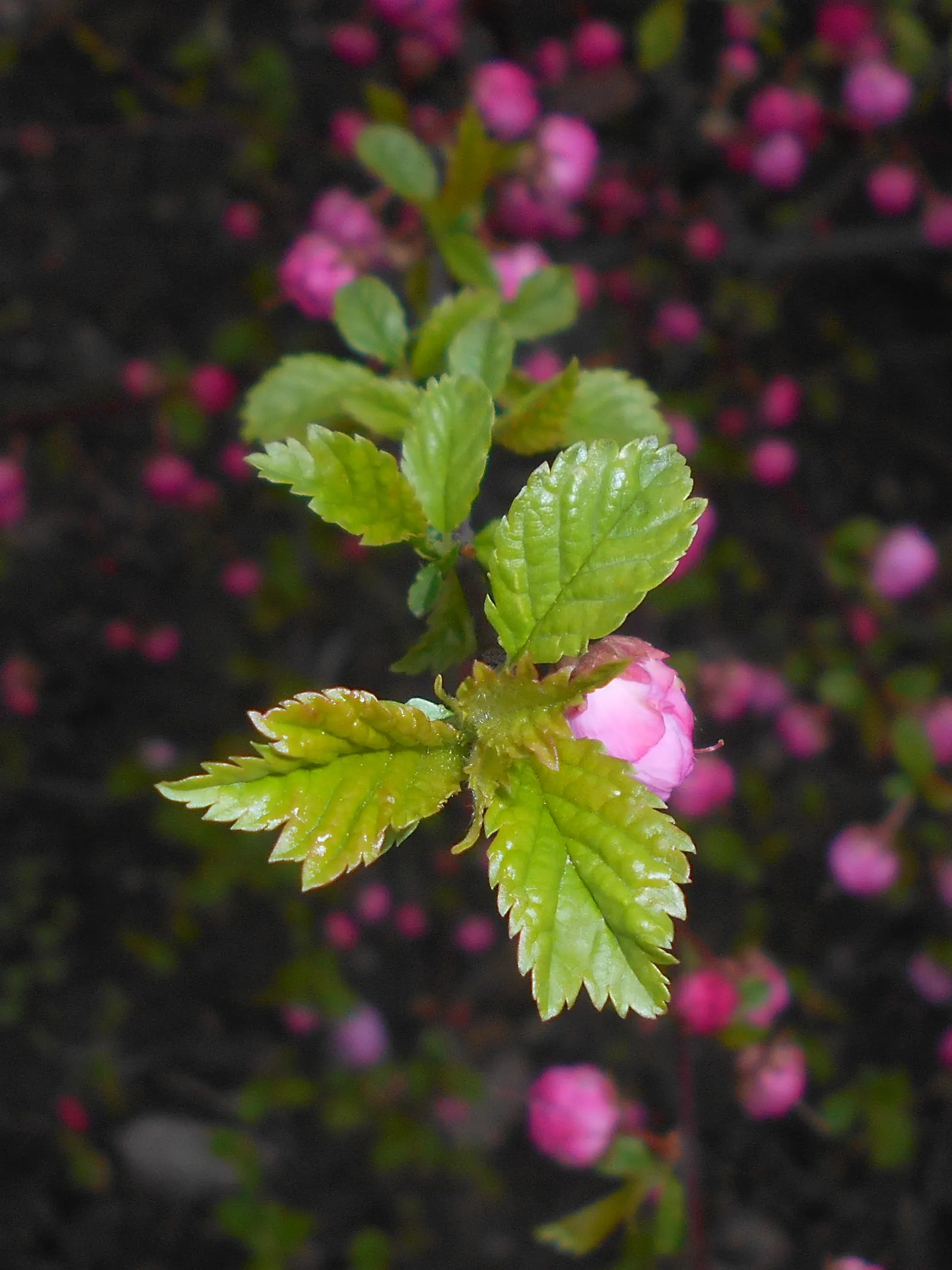 Flowering Almond (Prunus Triloba) — The Flowering Almond is relatively easy to maintain; shrub with pink blooms, image 60