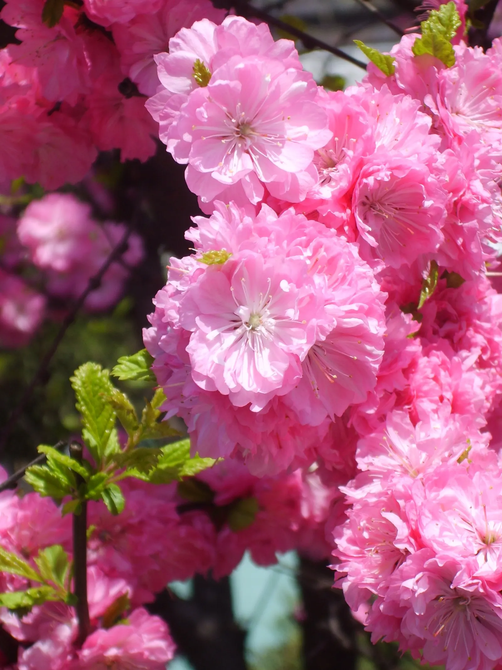 Flowering Almond (Prunus Triloba) — particularly with its springtime display; it grows to about 10-15 feet high and spans roughly 10-12 feet wide, image 51