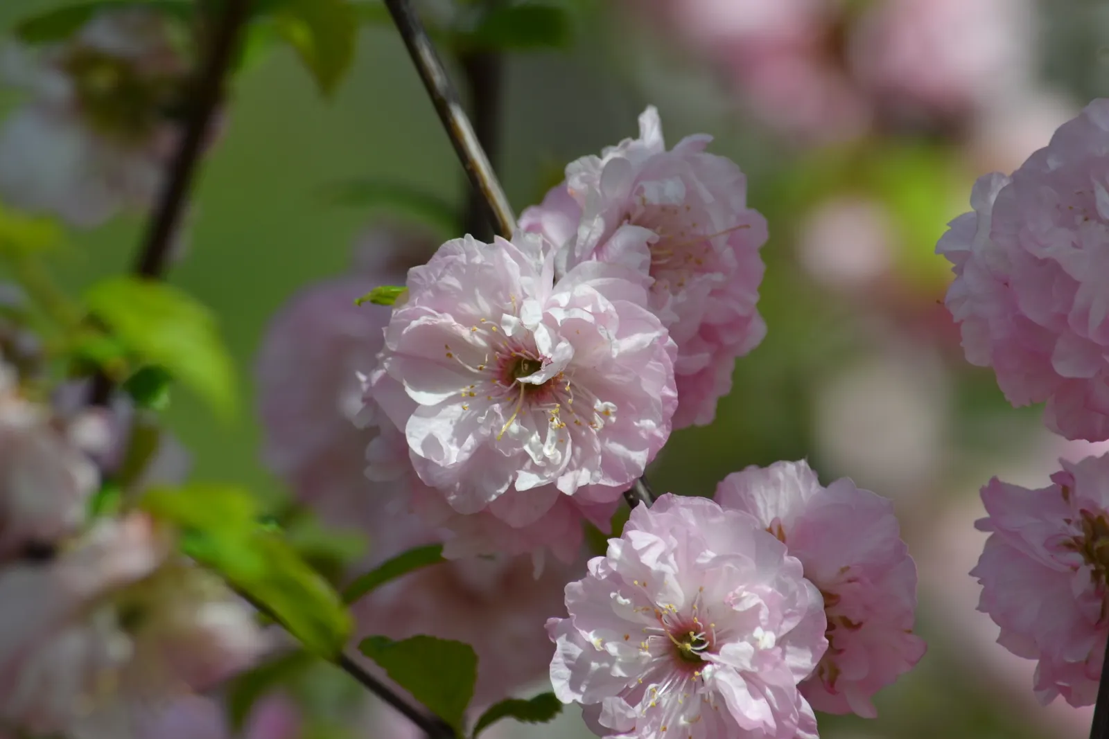 Flowering Almond (Prunus Triloba) — In mid-spring, this plant displays profuse, double-pink blossoms that emerge before the leaves; adding both, image 47