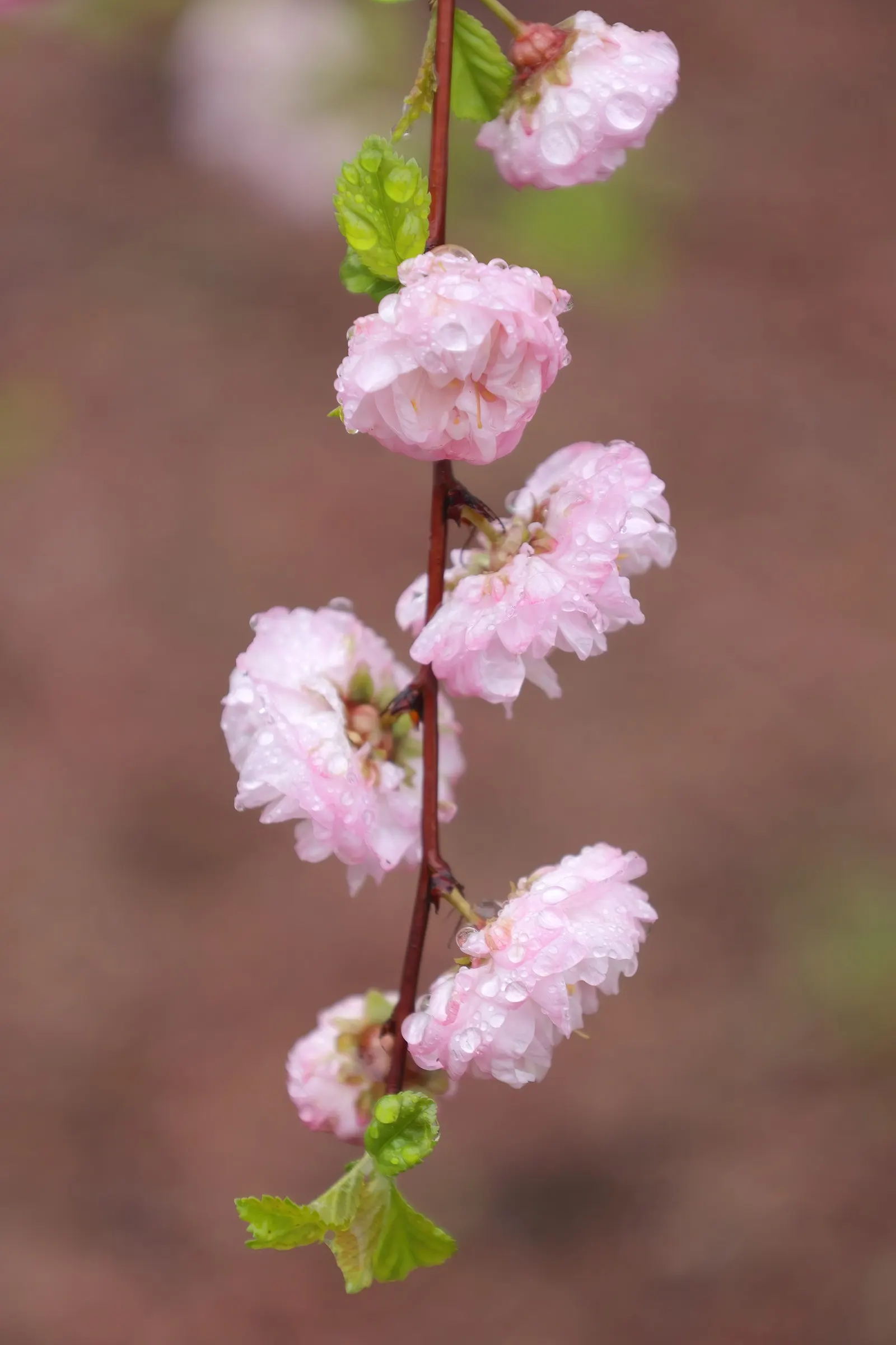Flowering Almond (Prunus Triloba) — offering a delicate yet exuberant aesthetic that is sure to attract attention.<br><br>Besides the spring bloom, image 77