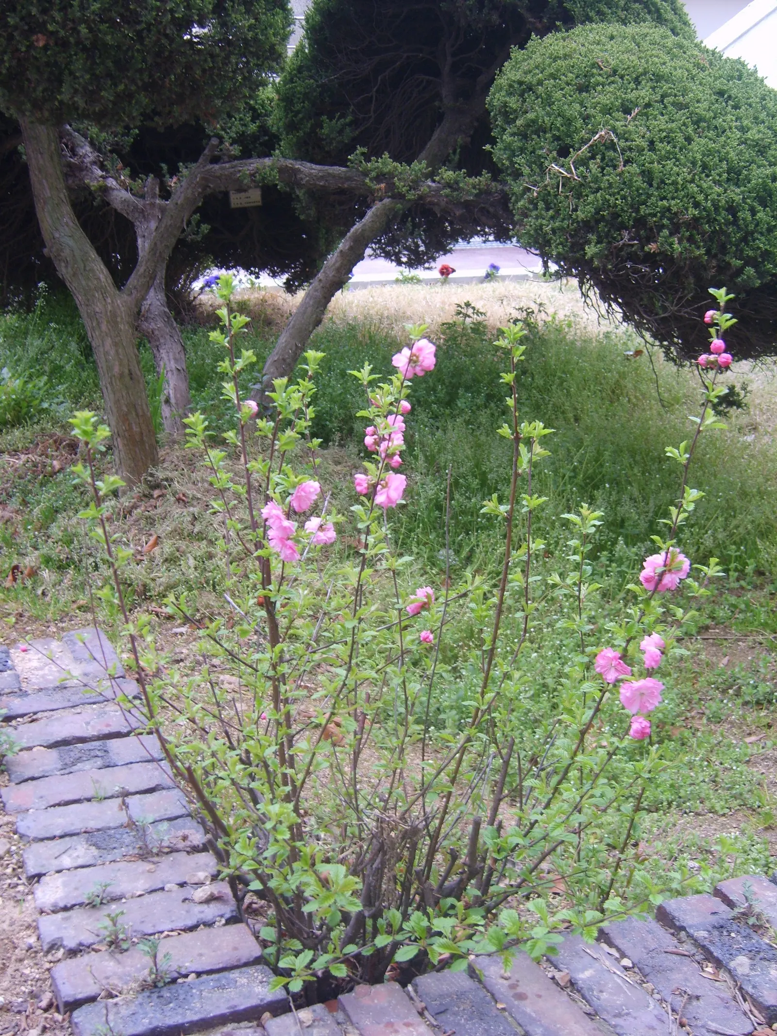 Flowering Almond (Prunus Triloba) — The Flowering Almond, Prunus triloba, is a deciduous shrub with an ornamental flourish; ideal for zones 4-8, it prefers