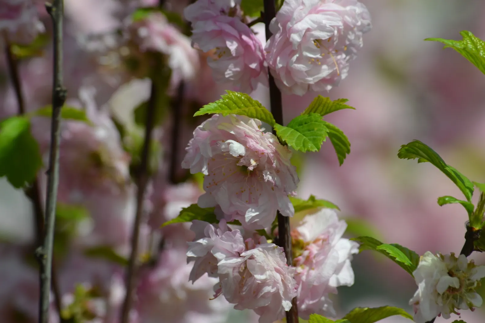 Flowering Almond (Prunus Triloba) — Prunus triloba has green foliage that turns to hues of yellow or greenish-yellow in the fall