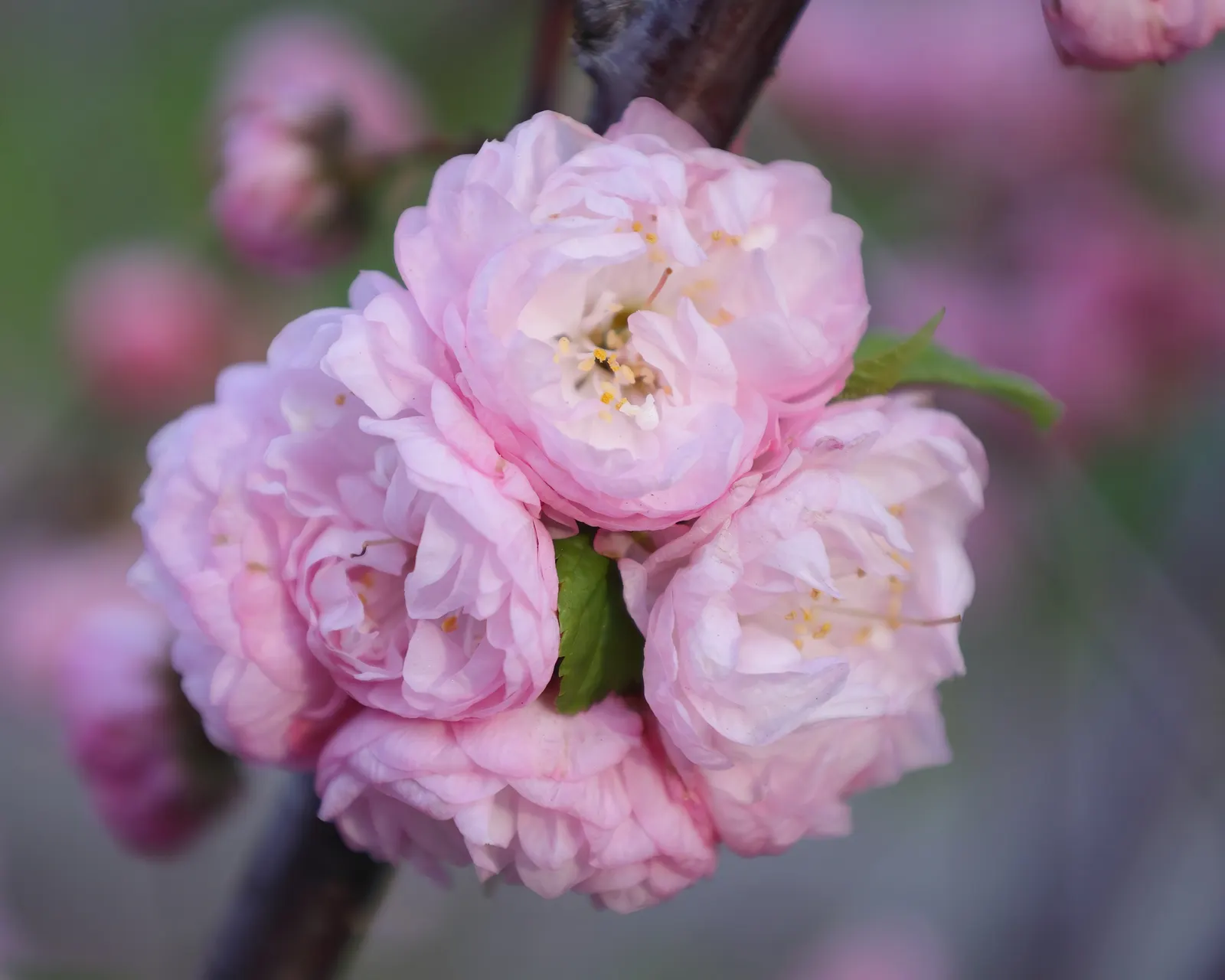 Flowering Almond (Prunus Triloba) — It thrives in full sun to part shade; particularly with its springtime display, image 58