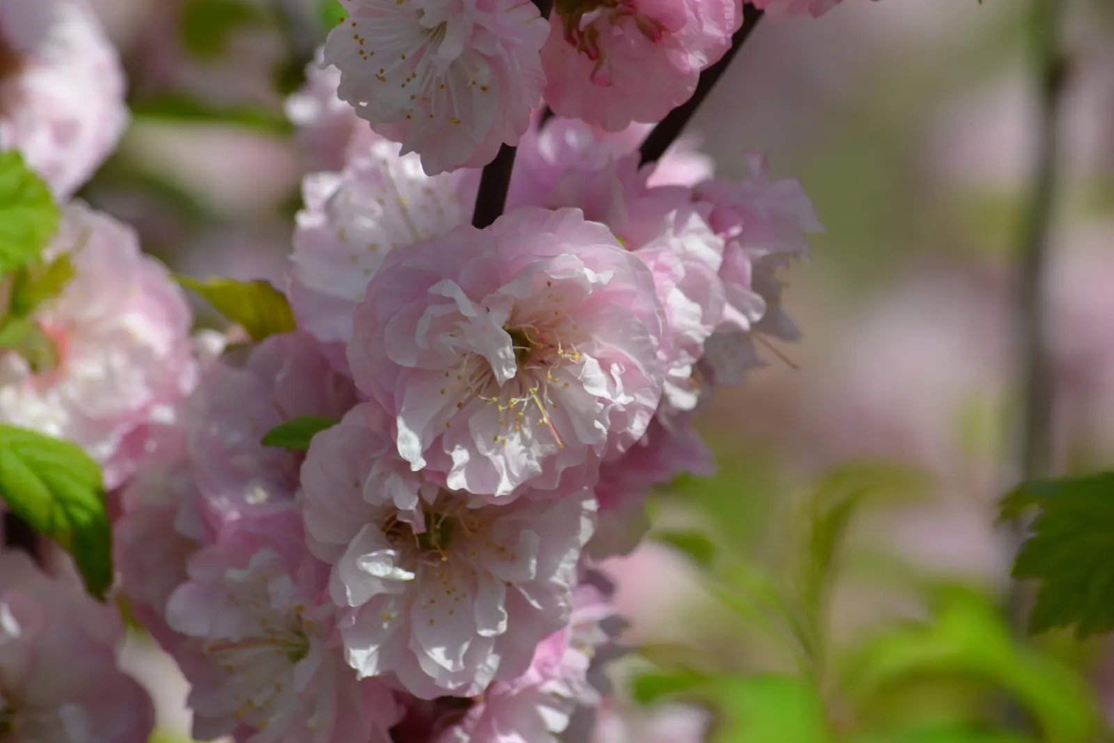 Flowering Almond (Prunus Triloba) — offering a delicate yet exuberant aesthetic that is sure to attract attention.<br><br>Besides the spring bloom; it