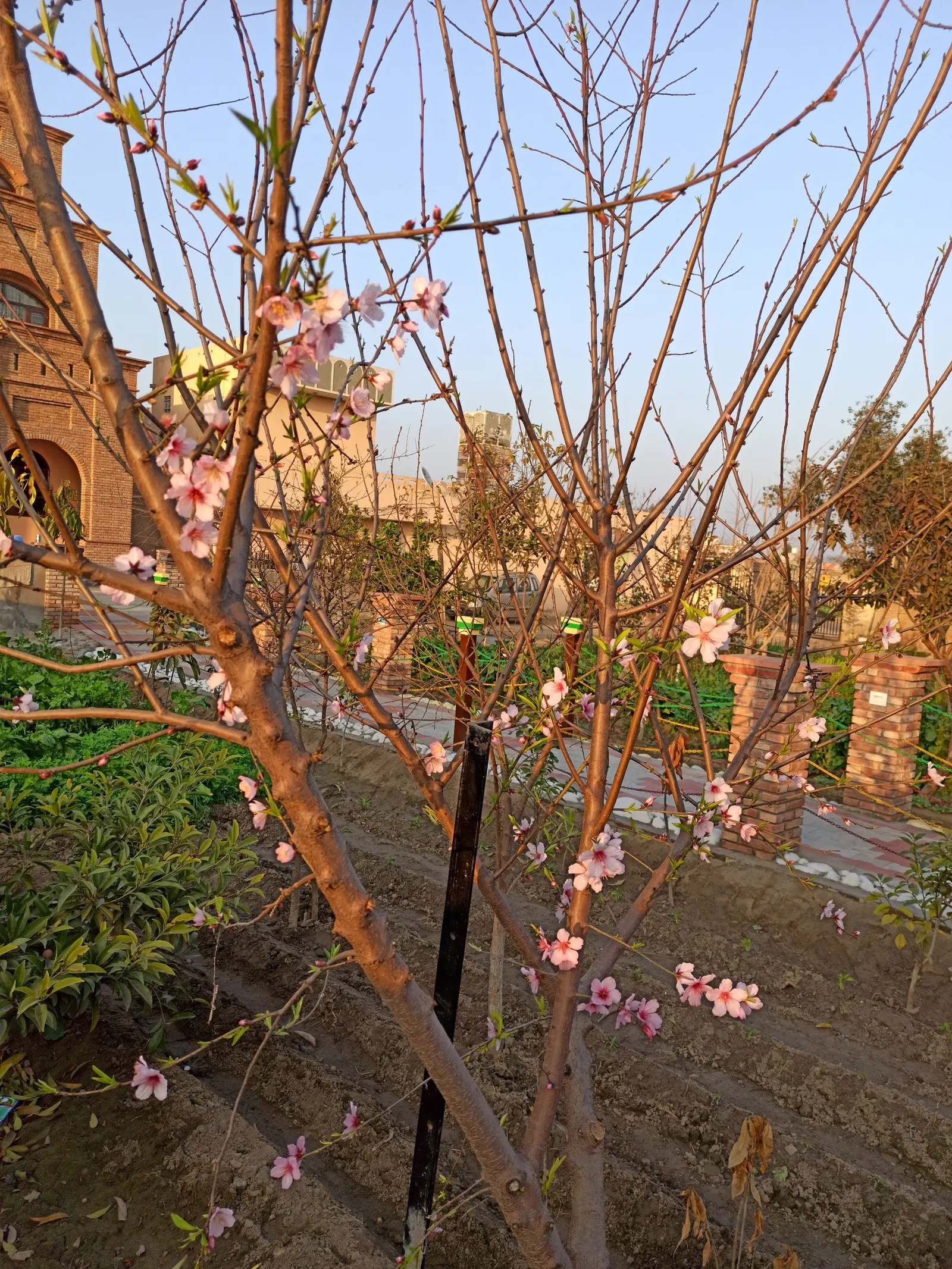 Flowering Almond (Prunus Triloba) — is a highly ornamental deciduous shrub that adds a dramatic flair to garden designs; prunus triloba can also be, image 50