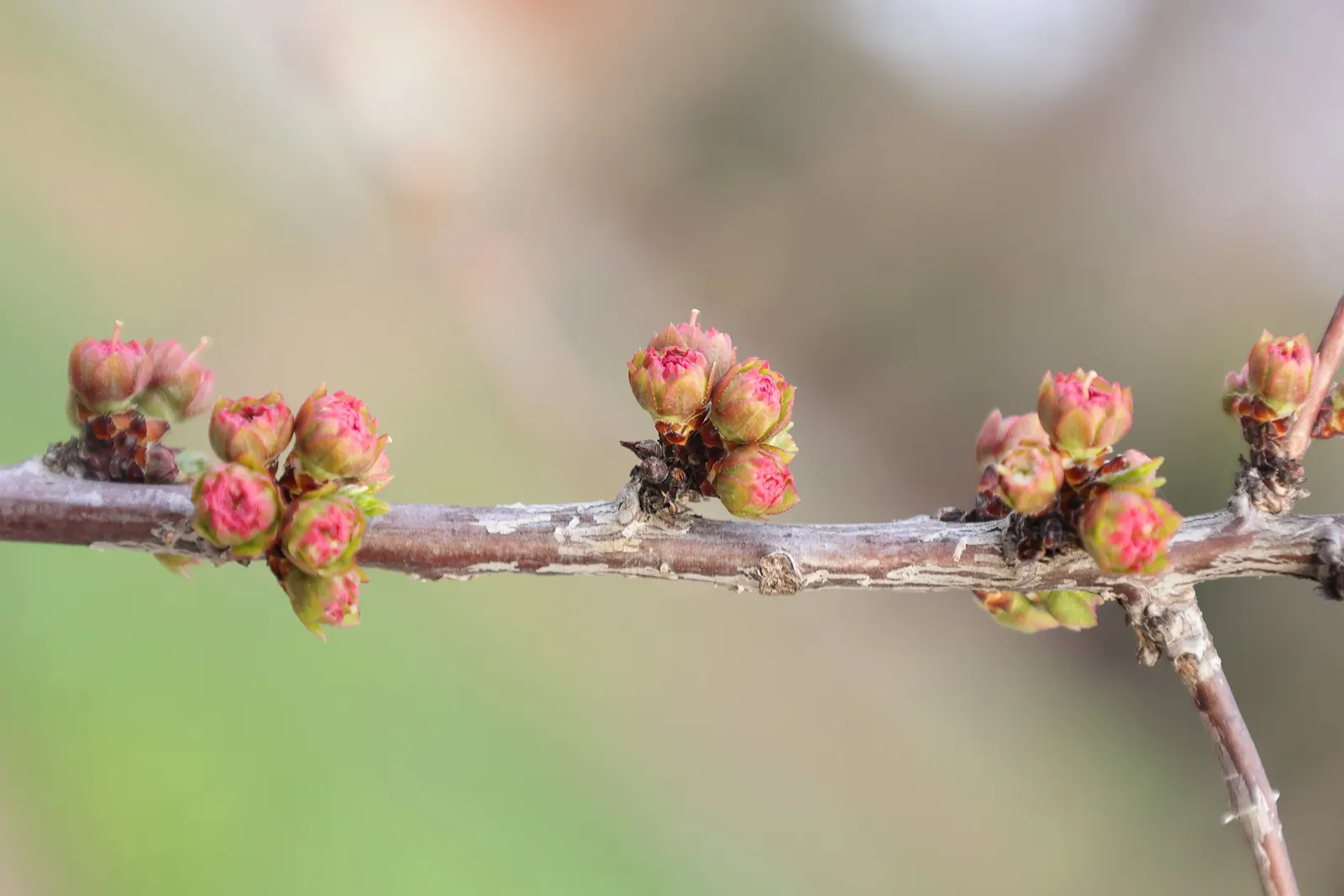 Flowering Almond (Prunus Triloba) — It thrives in full sun to part shade; particularly with its springtime display, image 80
