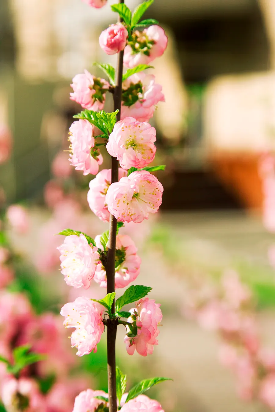 Flowering Almond (Prunus Triloba) — pink flowers in the garden