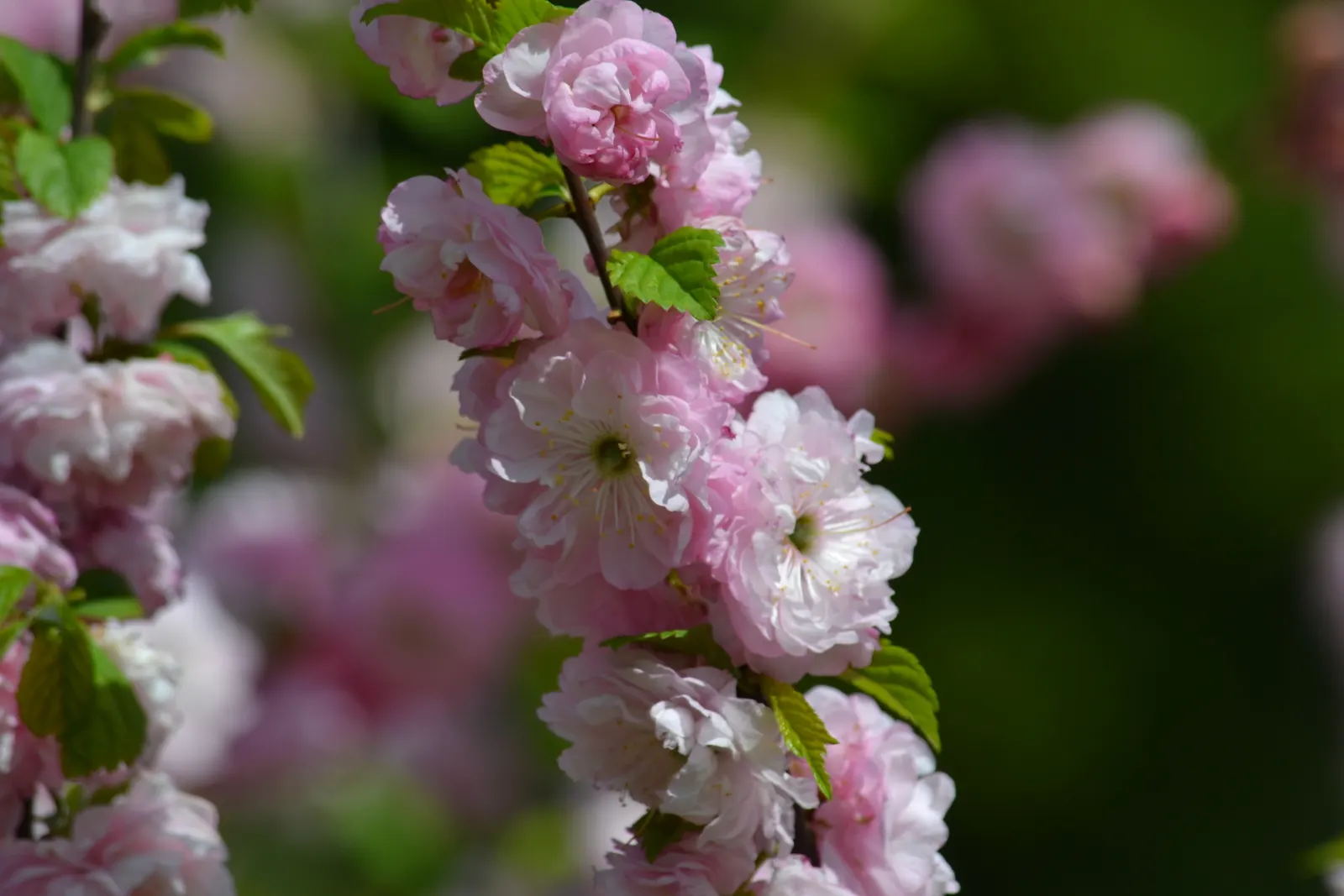 Flowering Almond (Prunus Triloba) — shrub for full