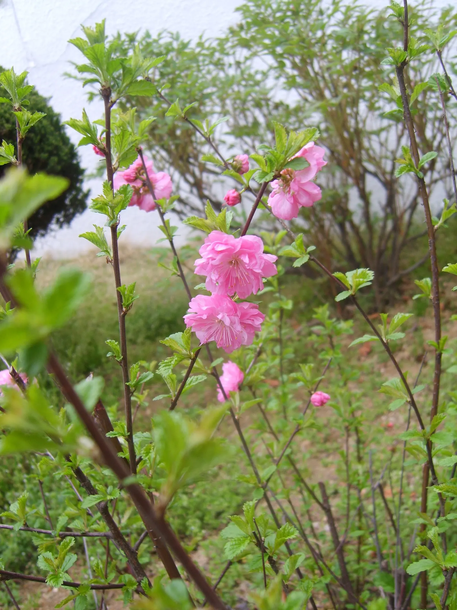 Flowering Almond (Prunus Triloba) — It is a low-maintenance plant that, when properly situated, will provide a breathtaking bloom year after year; pink flowers