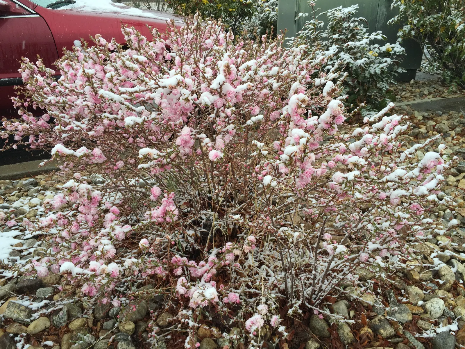 Flowering Almond (Prunus Triloba) — It is a low-maintenance plant that, when properly situated, will provide a breathtaking bloom year after year, image 63