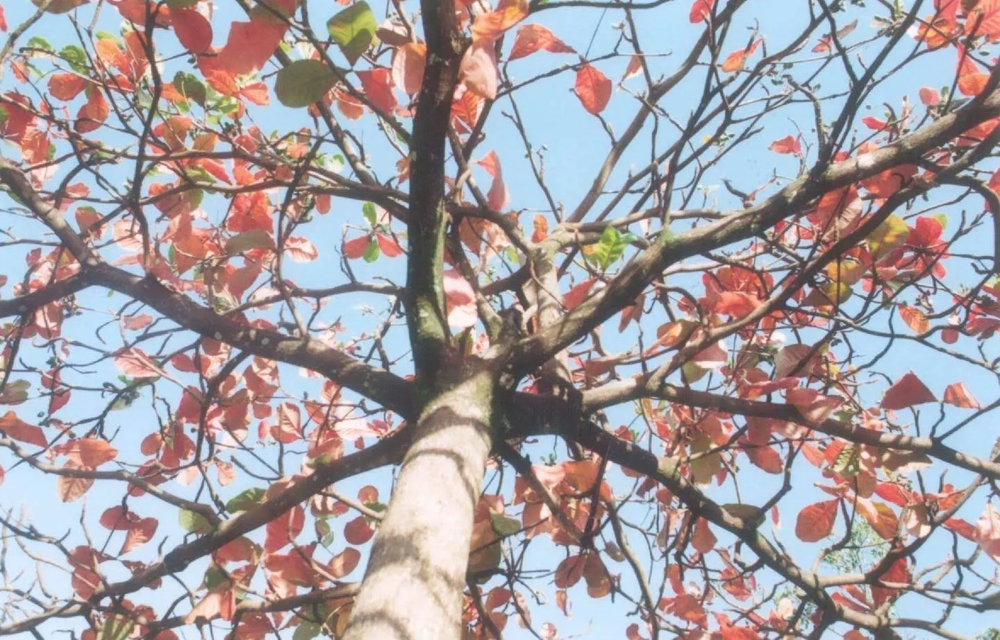 Flowering Almond (Prunus Triloba) — it benefits from protection against harsh winds; it thrives in full sun to part shade