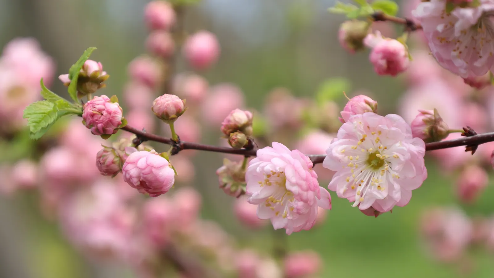 Flowering Almond (Prunus Triloba) — The Flowering Almond, Prunus triloba, is a deciduous shrub with an ornamental flourish; ideal for zones 4-8, it, image 67