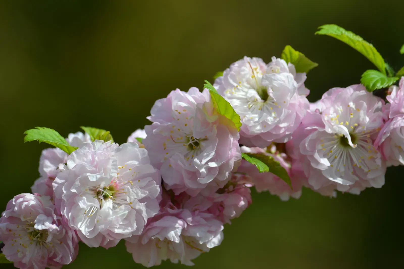 Flowering Almond (Prunus Triloba) — In mid-spring, this plant displays profuse, double-pink blossoms that emerge before the leaves; adding both privacy and