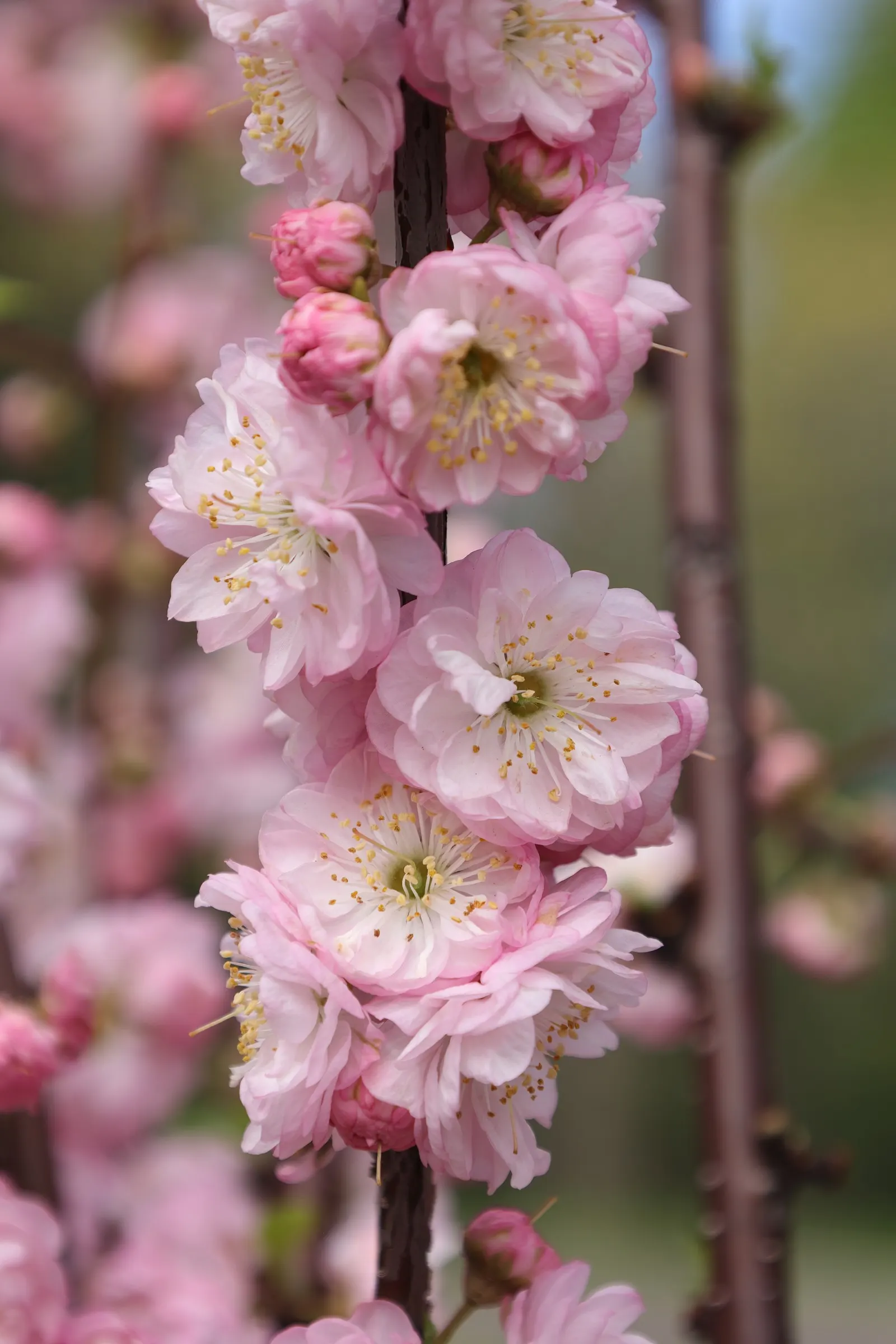 Flowering Almond (Prunus Triloba) — shrub for full; it is a low-maintenance plant that, when properly situated, will provide a breathtaking bloom, image 110