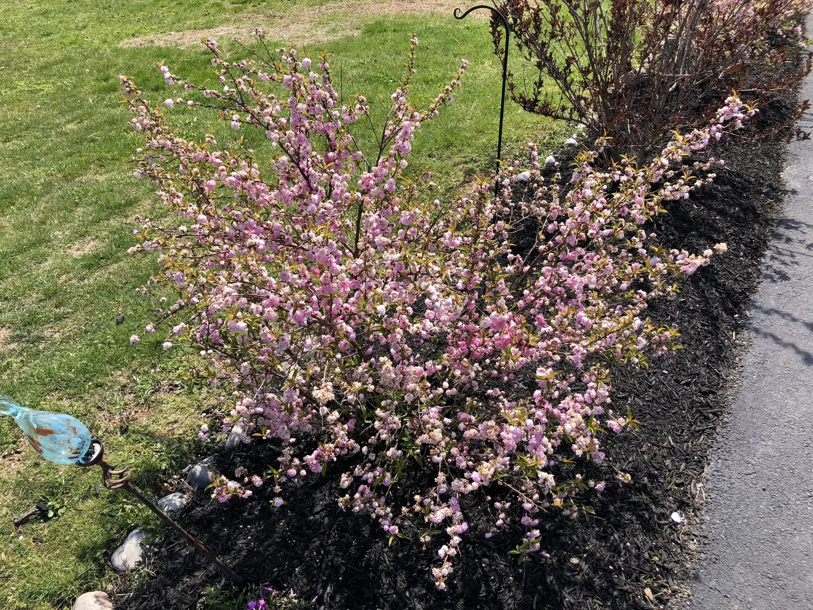 Flowering Almond (Prunus Triloba) — In mid-spring, this plant displays profuse, double-pink blossoms that emerge before the leaves