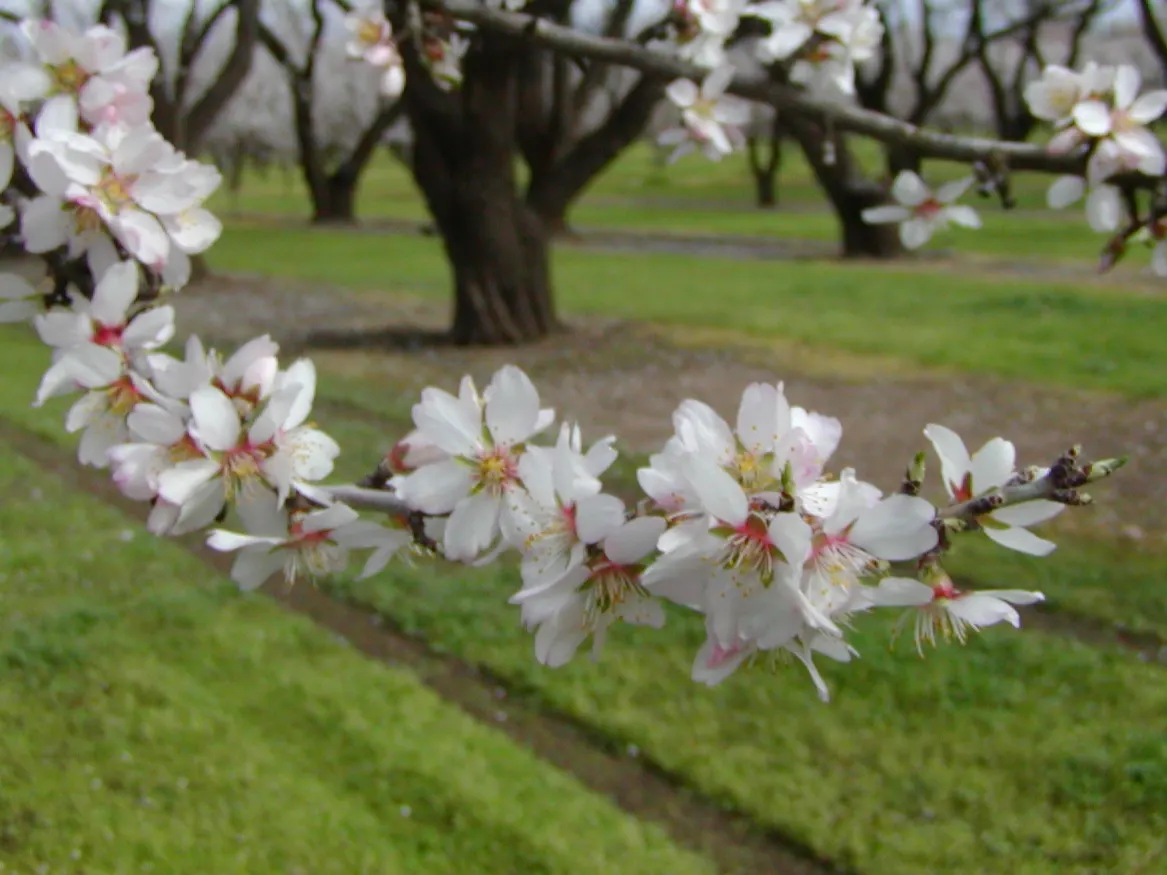 Flowering Almond (Prunus Triloba) — It thrives in full sun to part shade