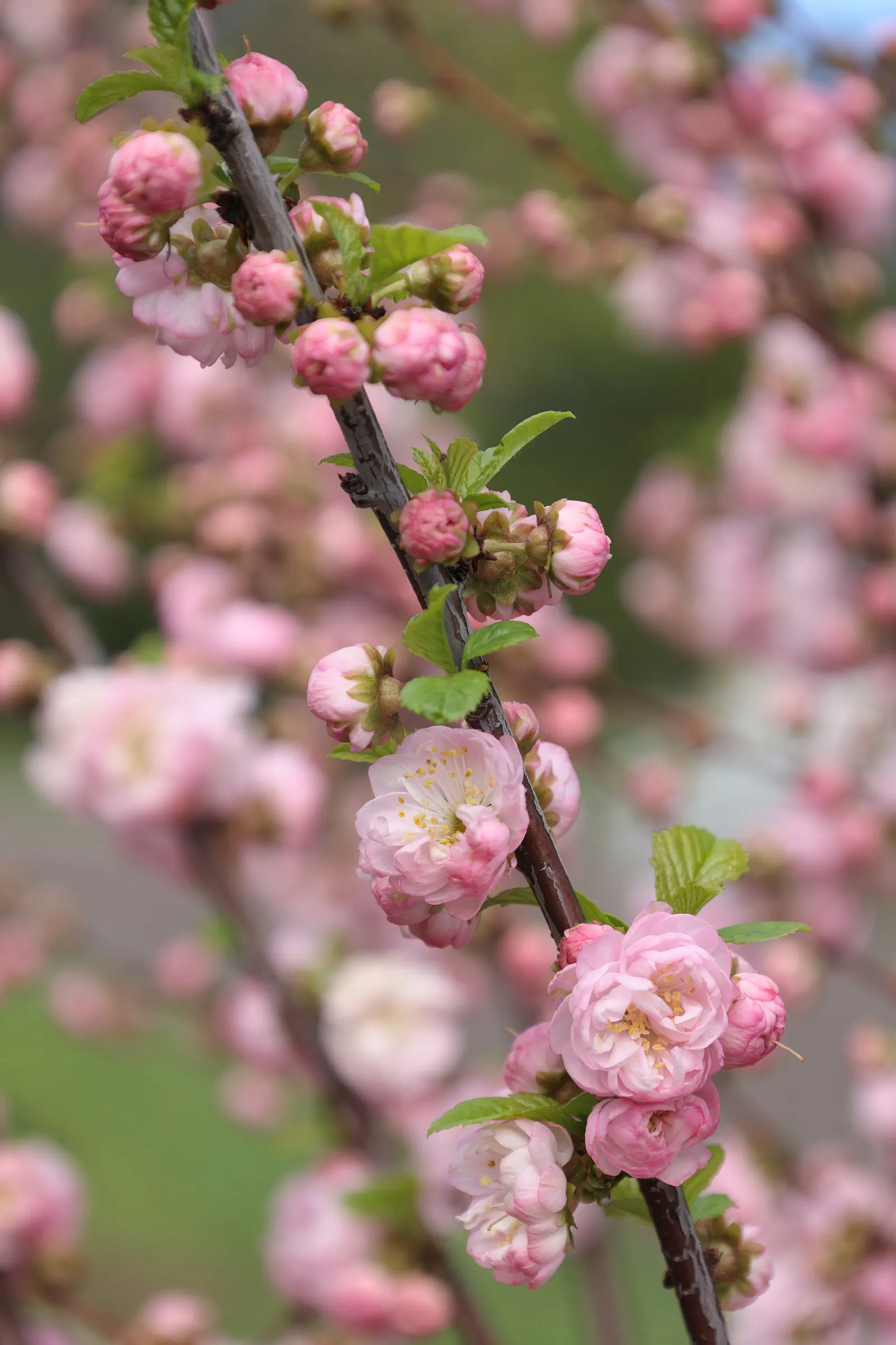 Flowering Almond (Prunus Triloba) — particularly with its springtime display