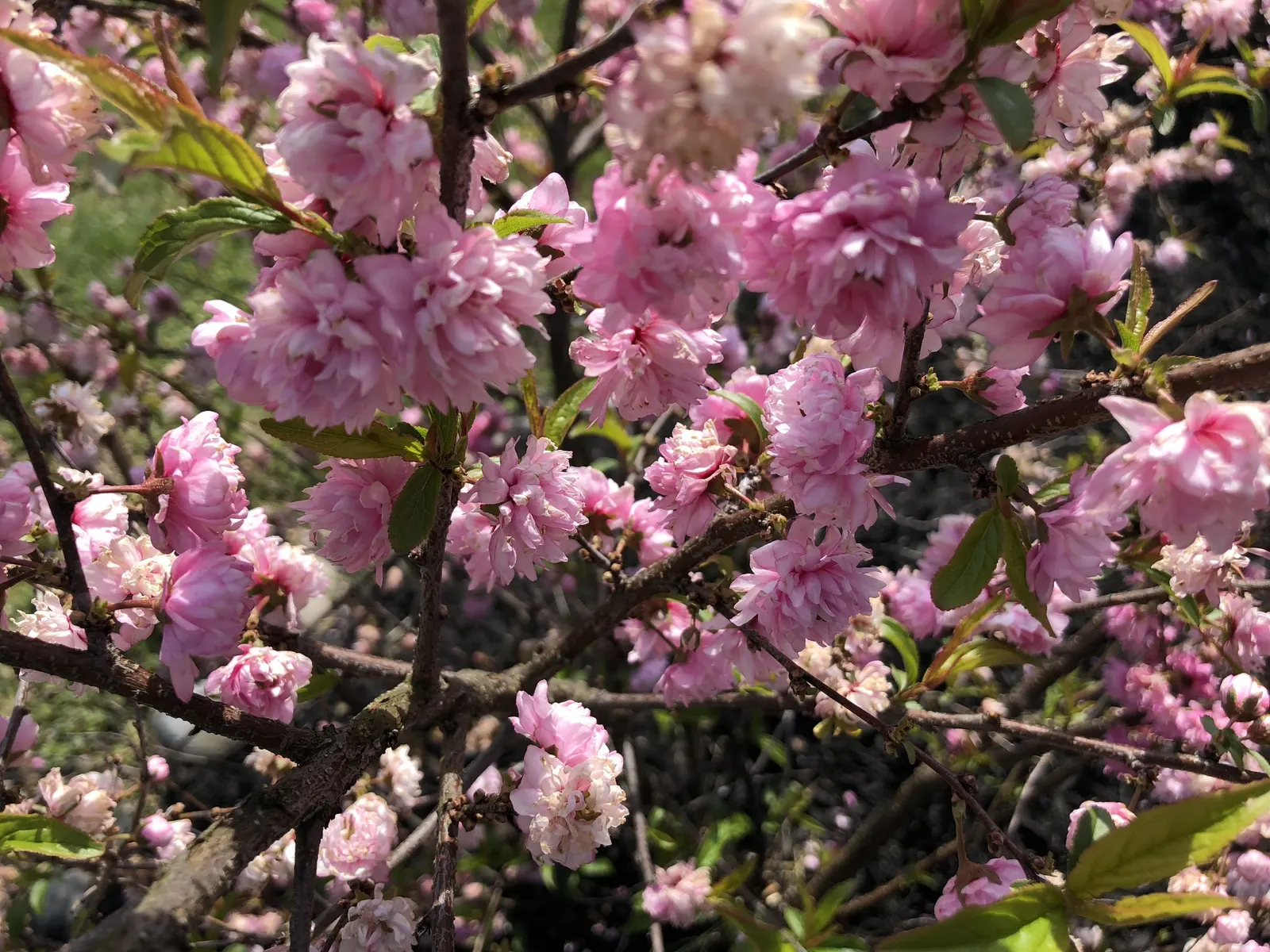 Flowering Almond (Prunus Triloba) — It grows to about 10-15 feet high and spans roughly 10-12 feet wide; offering a delicate yet exuberant, image 68