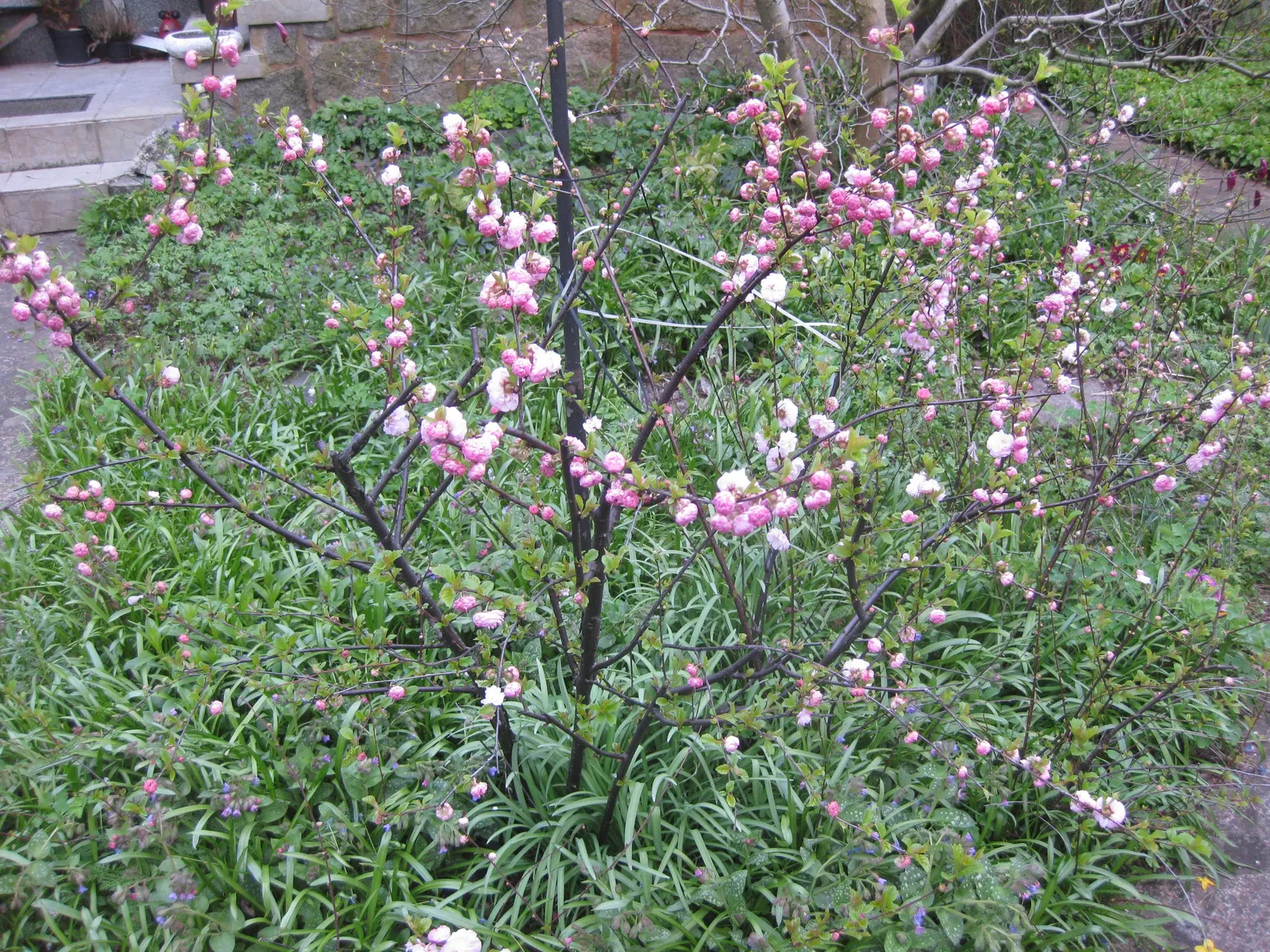 Flowering Almond (Prunus Triloba) — Prunus triloba can also be shaped into an ornamental hedge; is a highly ornamental deciduous shrub that adds a, image 83