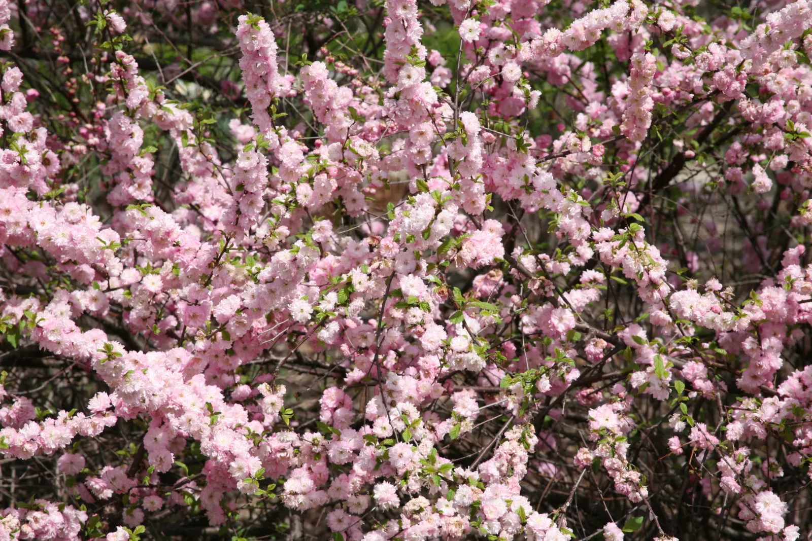 Flowering Almond (Prunus Triloba) — providing multi-season interest; shrub for full, image 79