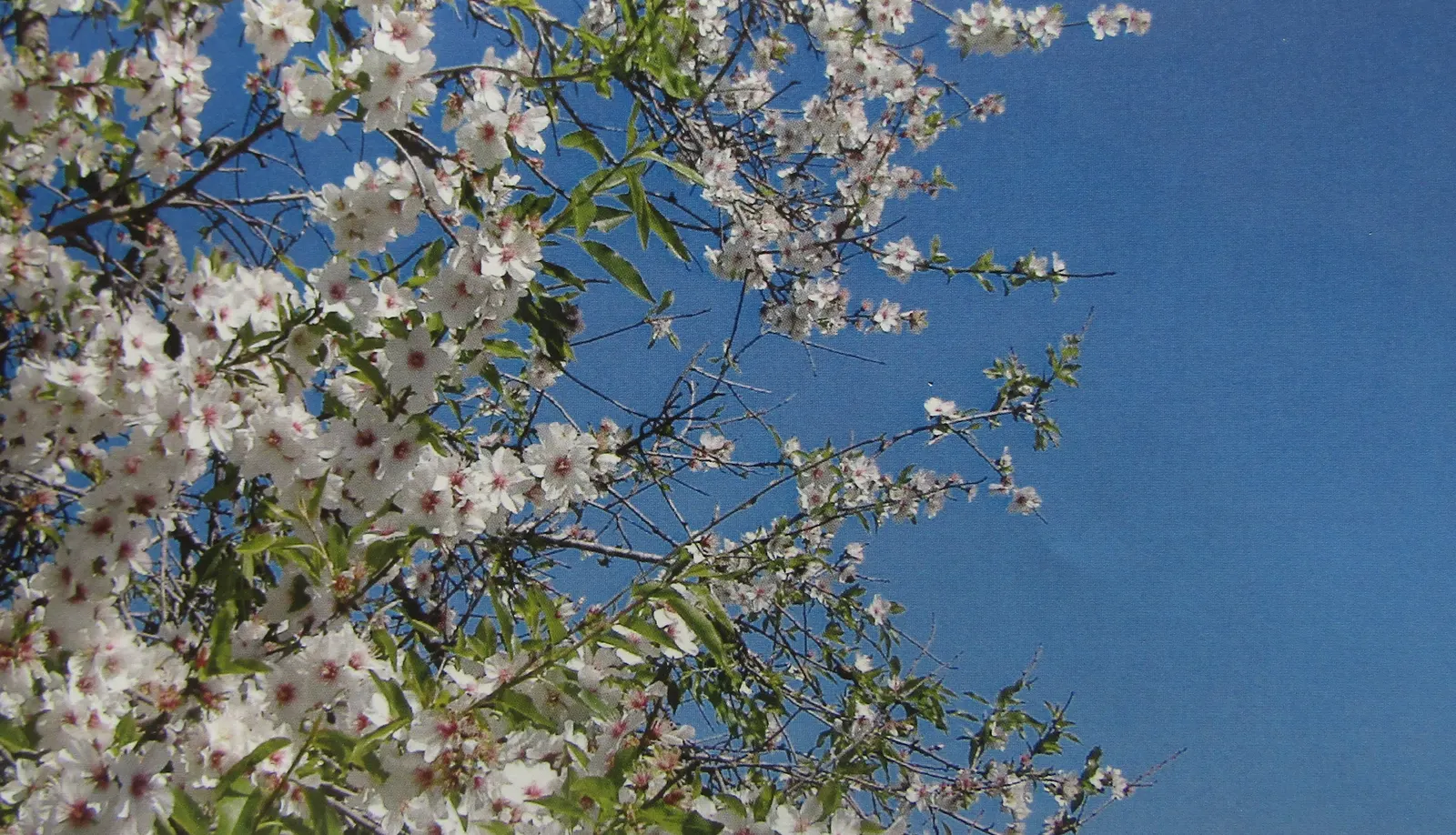 Flowering Almond (Prunus Triloba) — In mid-spring, this plant displays profuse, double-pink blossoms that emerge before the leaves; adding both, image 69