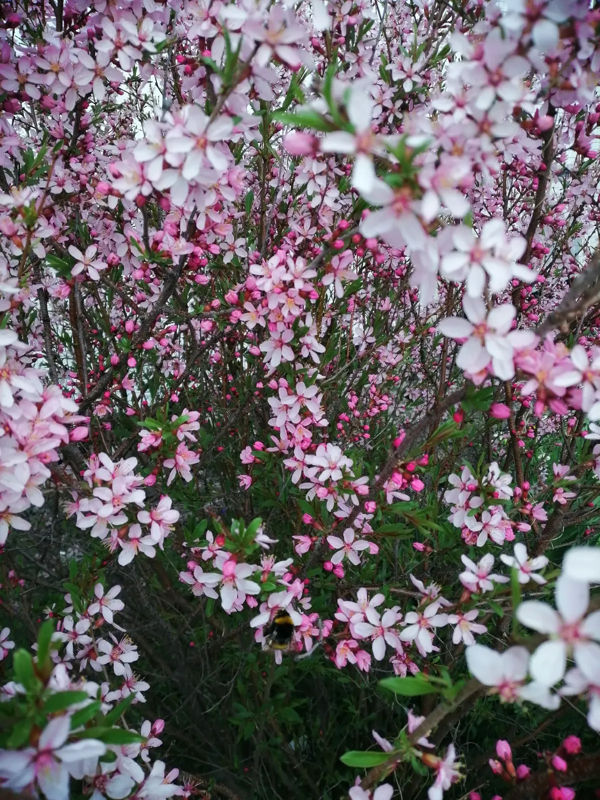 Flowering Almond (Prunus Triloba) — It thrives in full sun to part shade; particularly with its springtime display, image 102