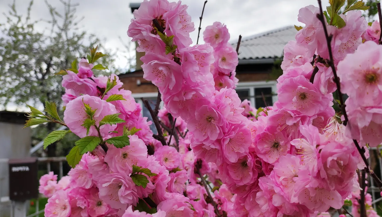 Flowering Almond (Prunus Triloba) — is a highly ornamental deciduous shrub that adds a dramatic flair to garden designs; prunus triloba can also be, image 94